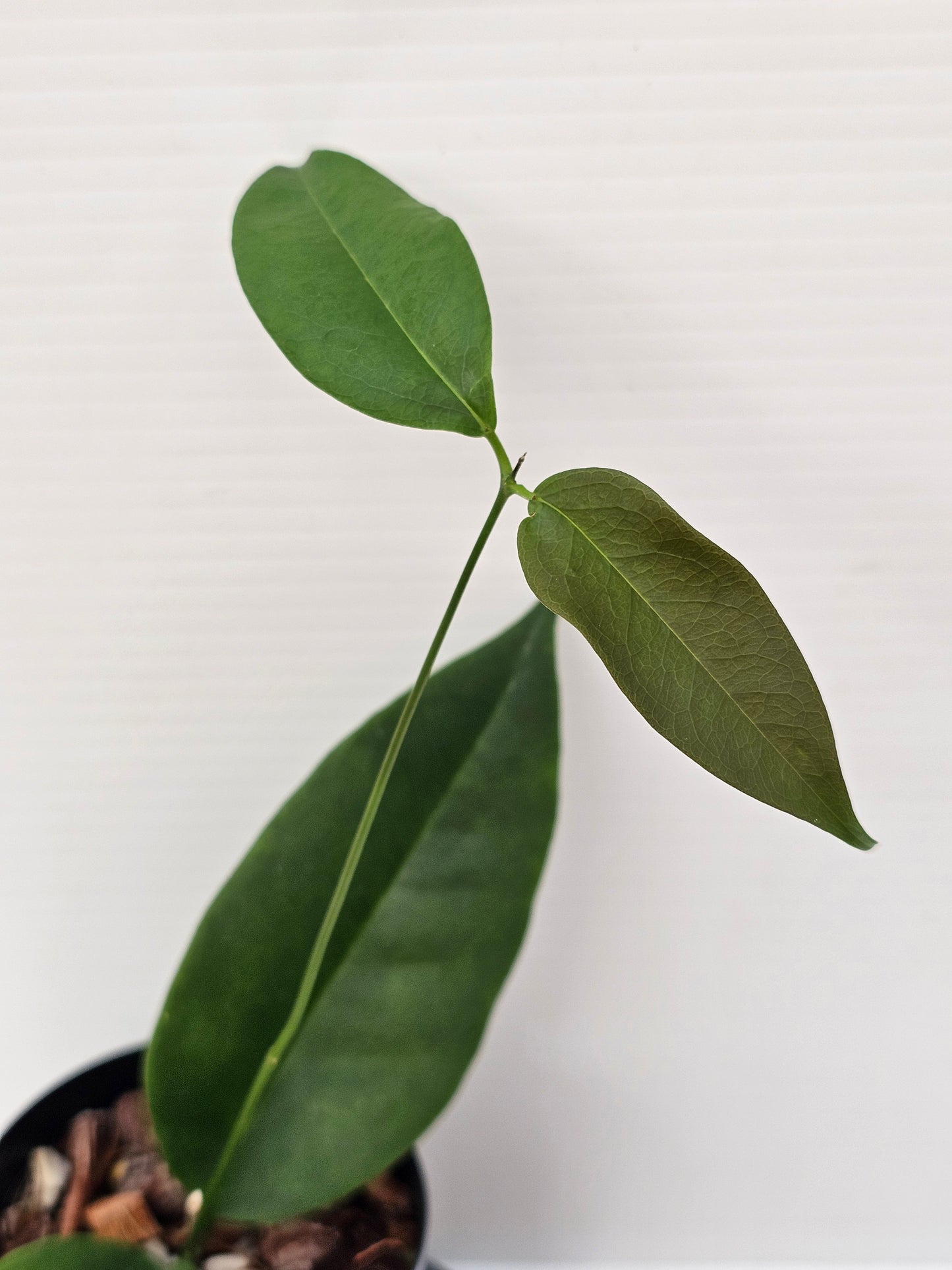 Hoya wallichii ssp. Tenebrosa (Rare)