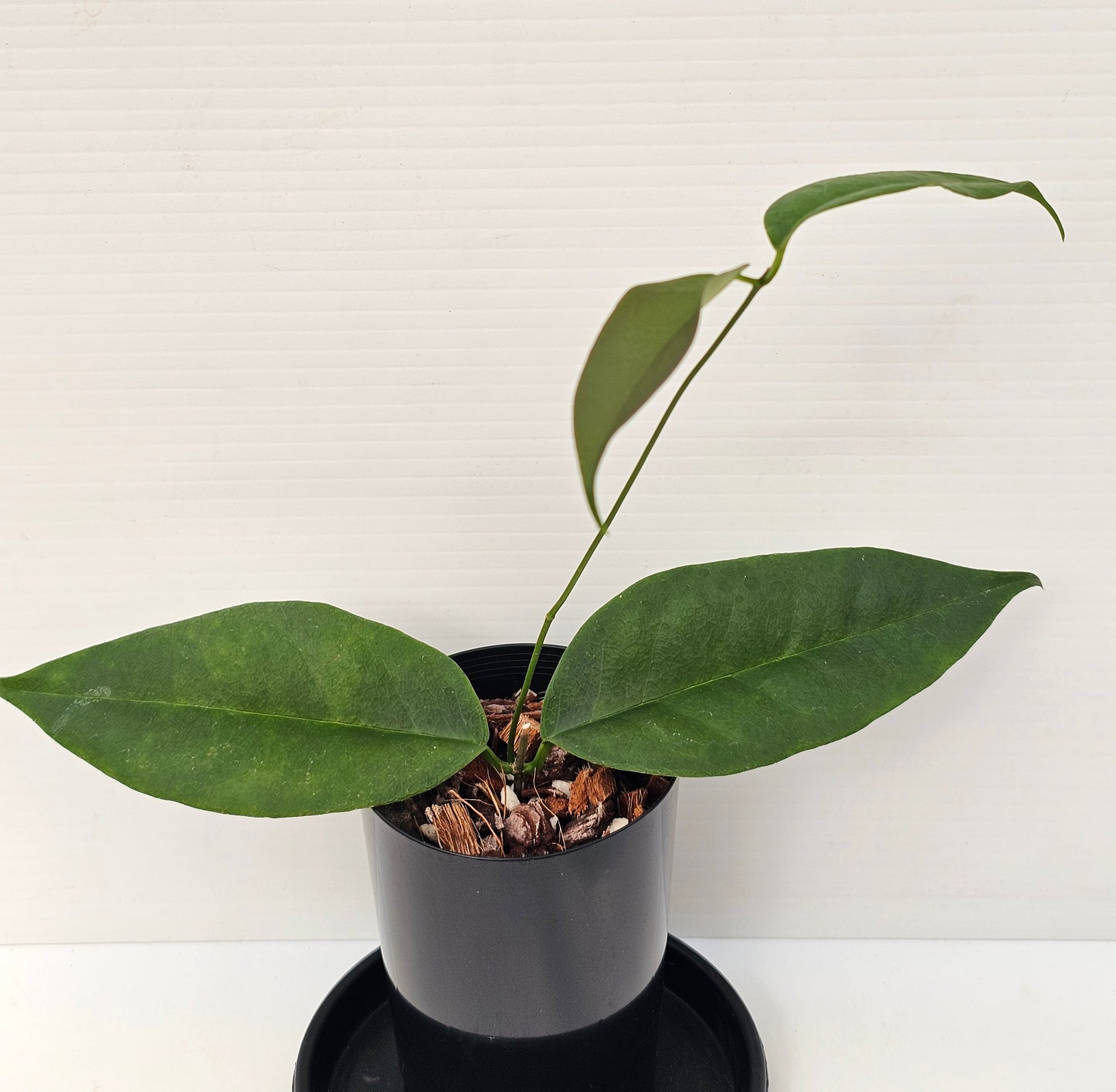 Hoya wallichii ssp. Tenebrosa (Rare)