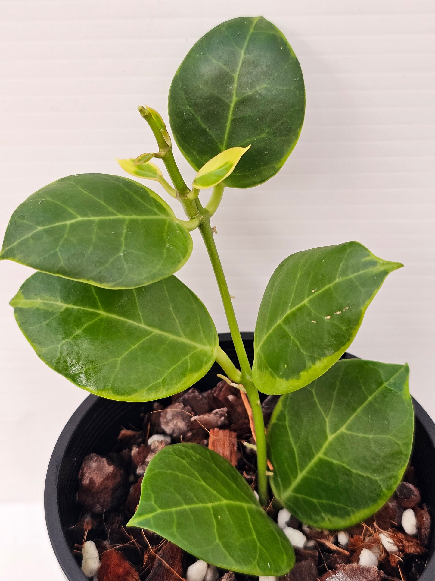 Hoya obscura 'Albomarginata'