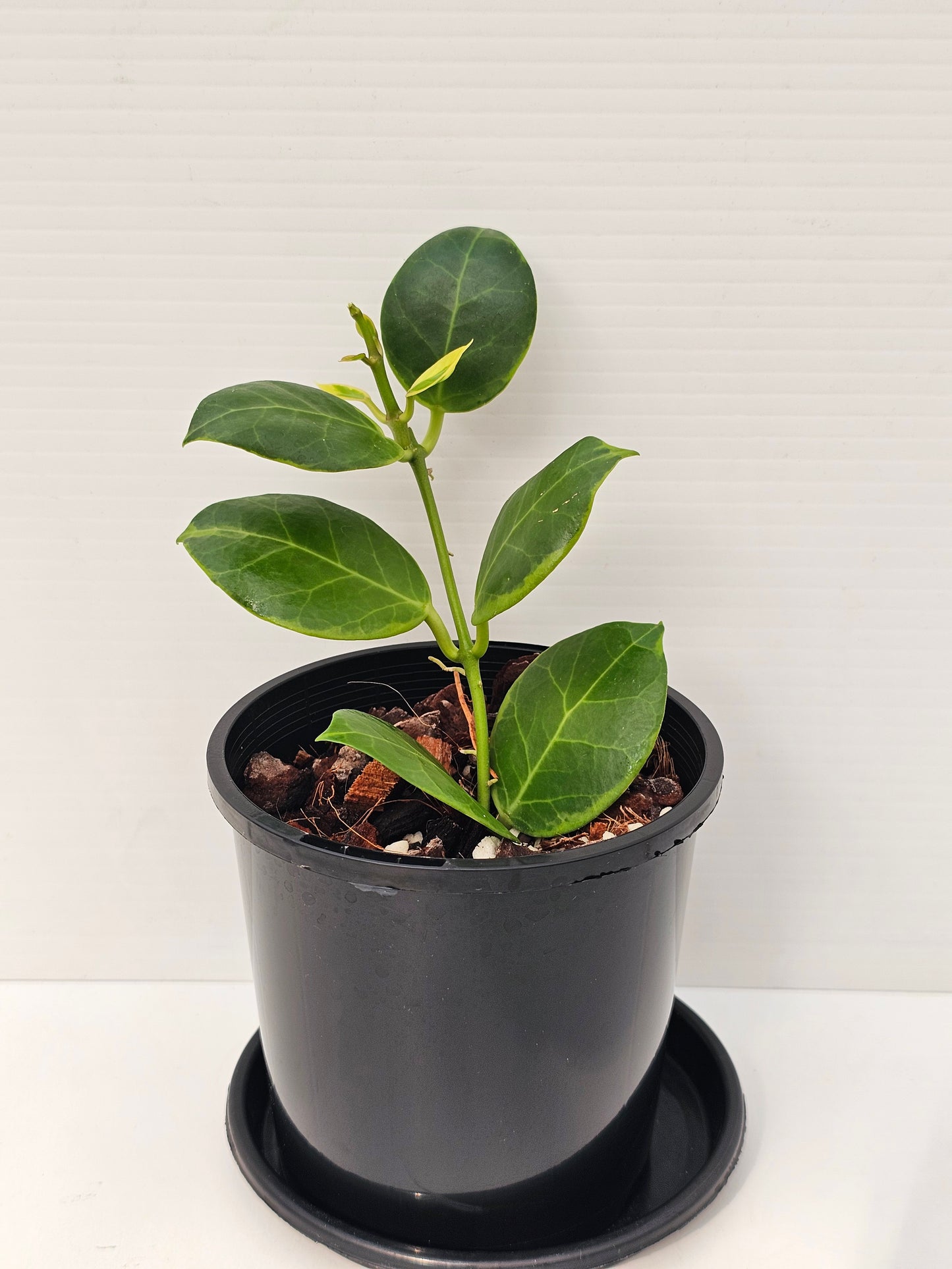 Hoya obscura 'Albomarginata'
