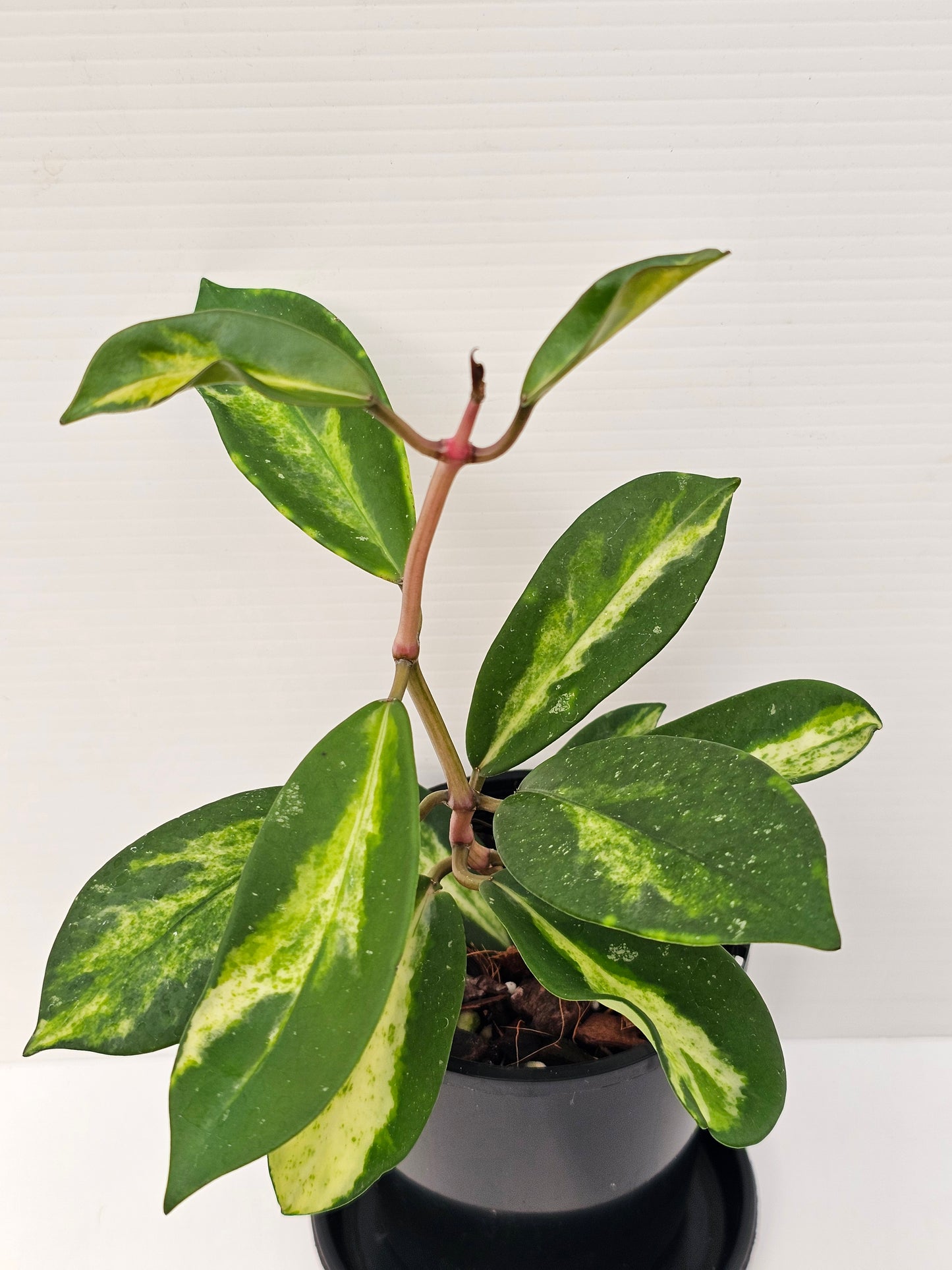 Hoya diversifolia 'Variegated'