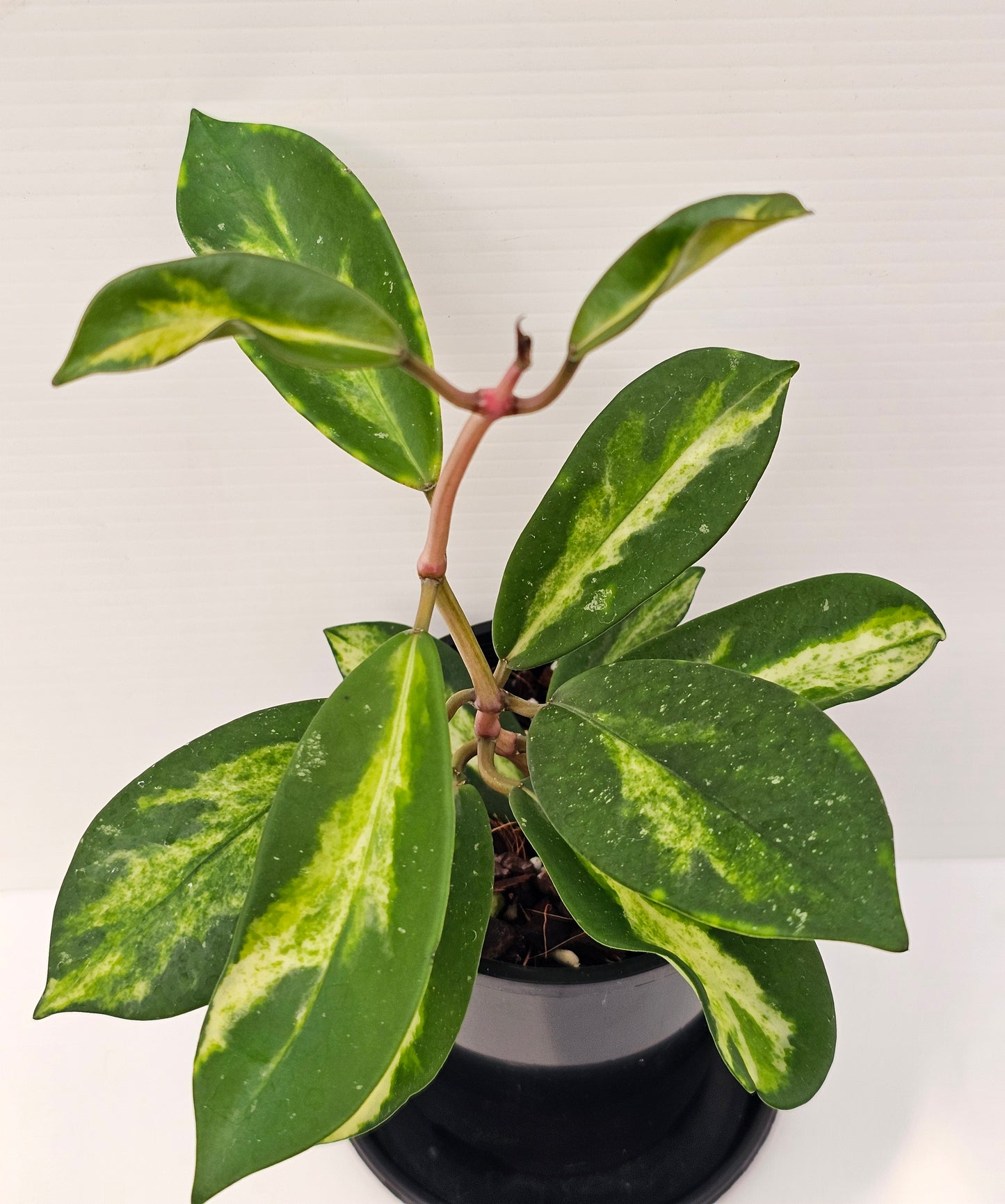 Hoya diversifolia 'Variegated'