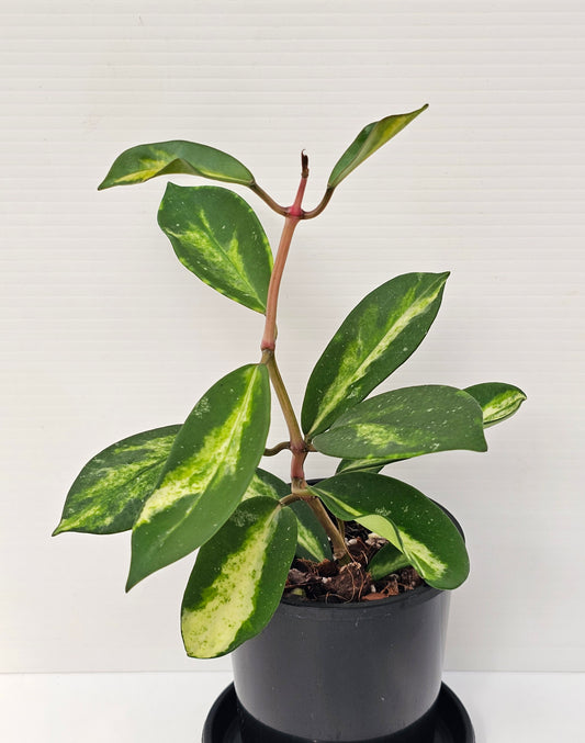 Hoya diversifolia 'Variegated'