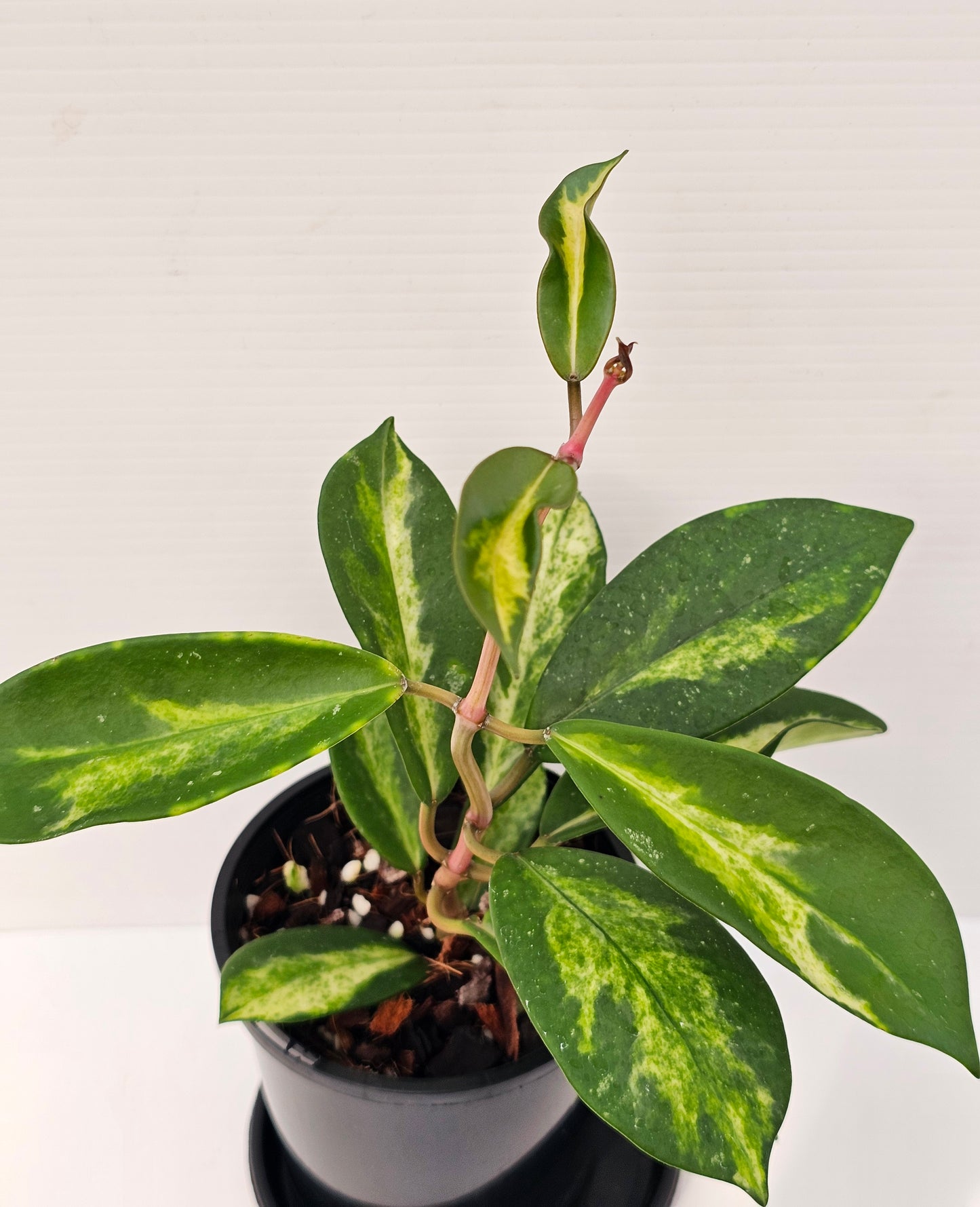 Hoya diversifolia 'Variegated'