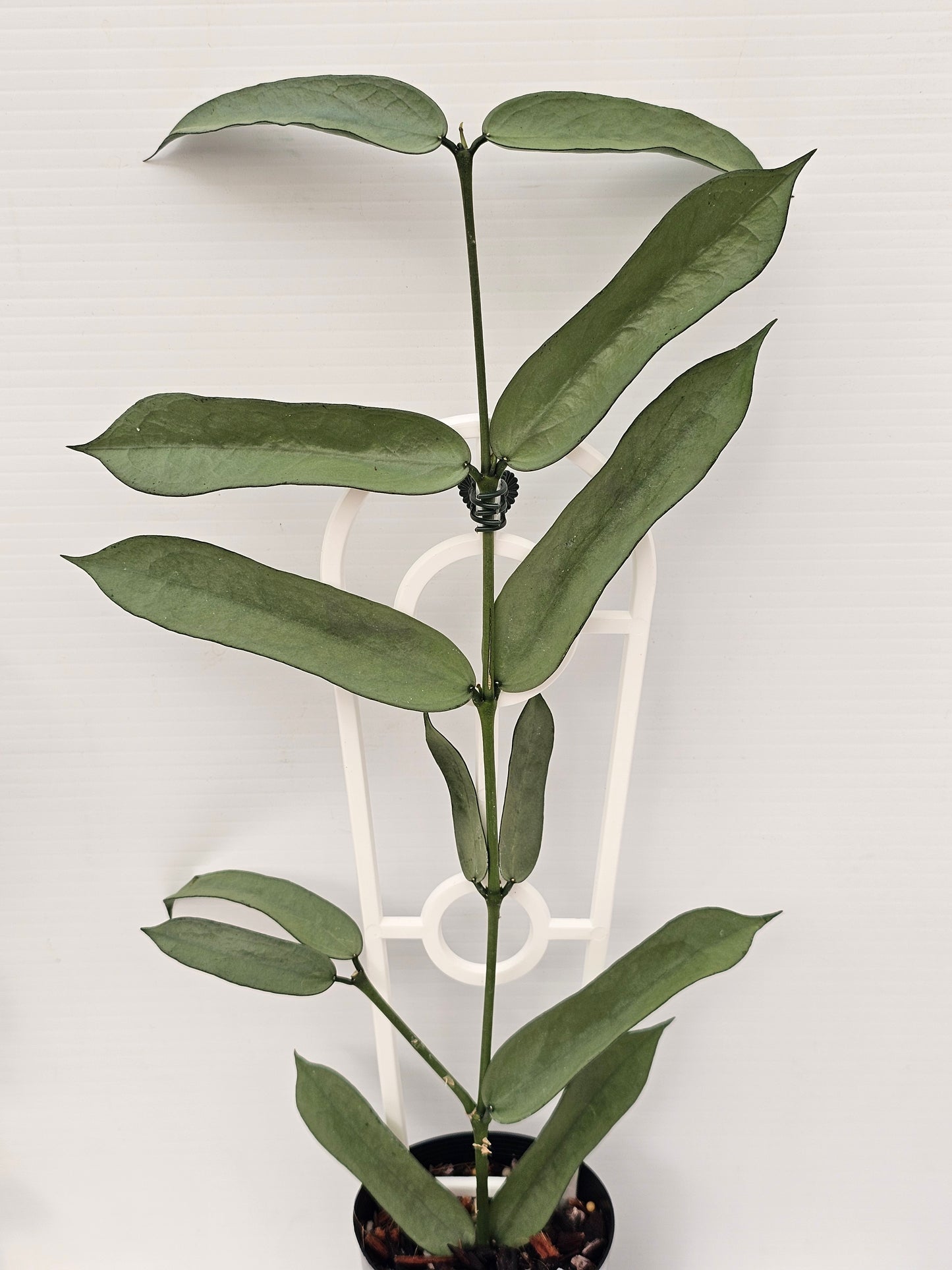 Hoya Pandurata 'Tsiang Silver' #1