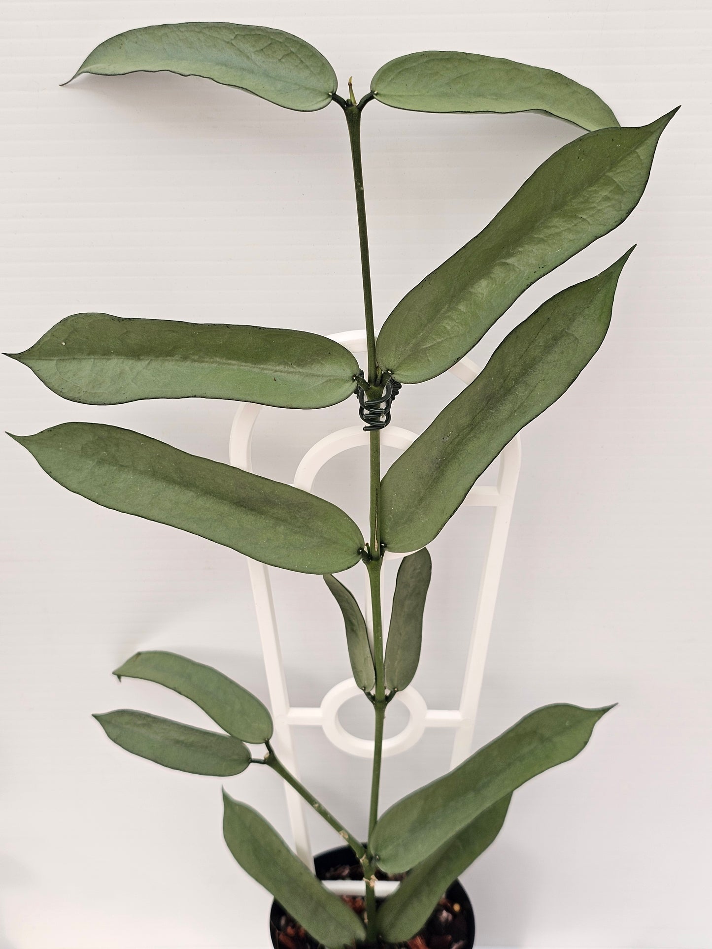 Hoya Pandurata 'Tsiang Silver' #1
