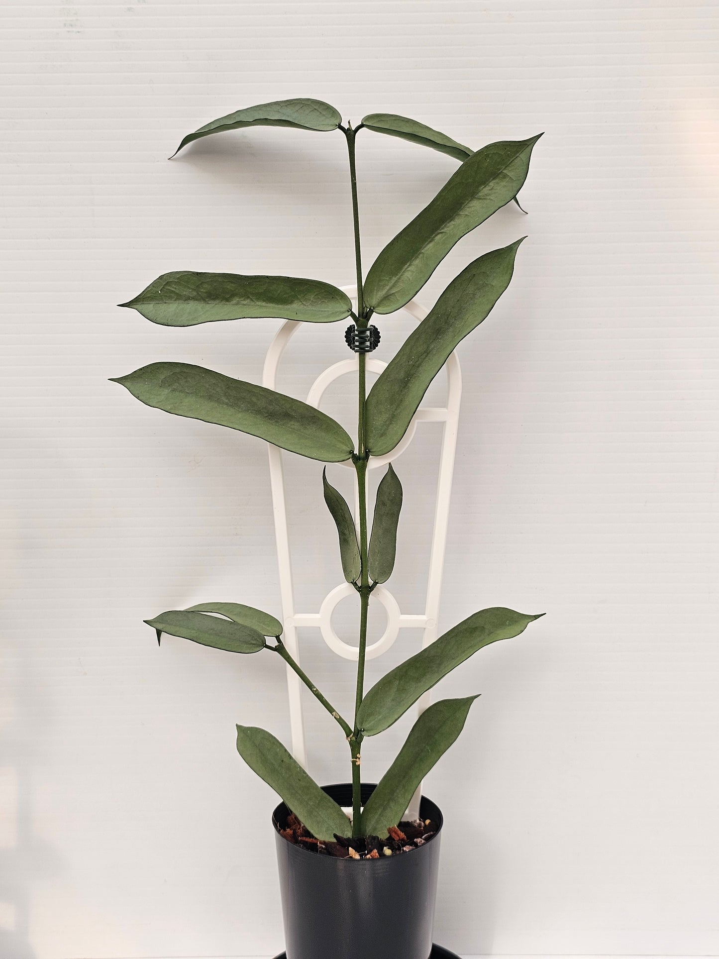 Hoya Pandurata 'Tsiang Silver' #1