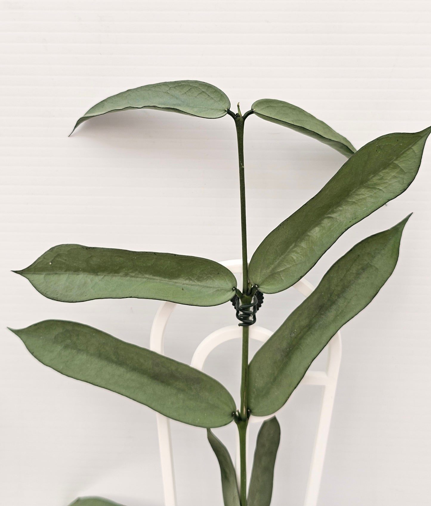 Hoya Pandurata 'Tsiang Silver' #1