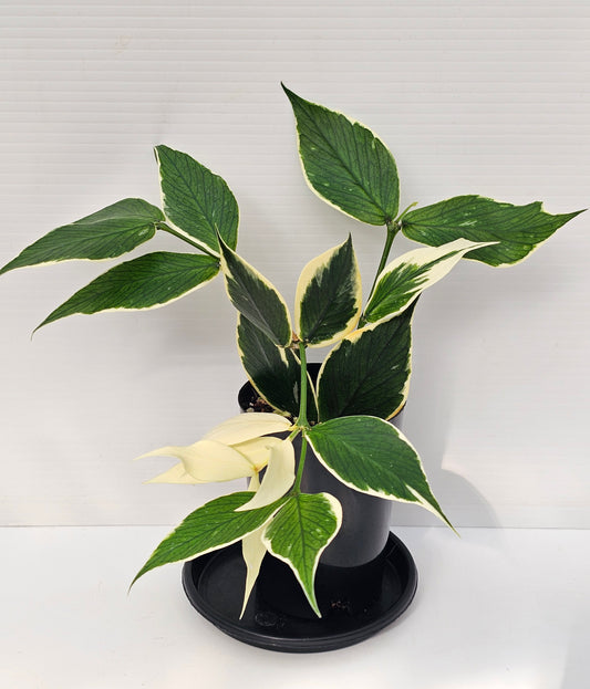 Hoya polyneura 'Albomarginata'