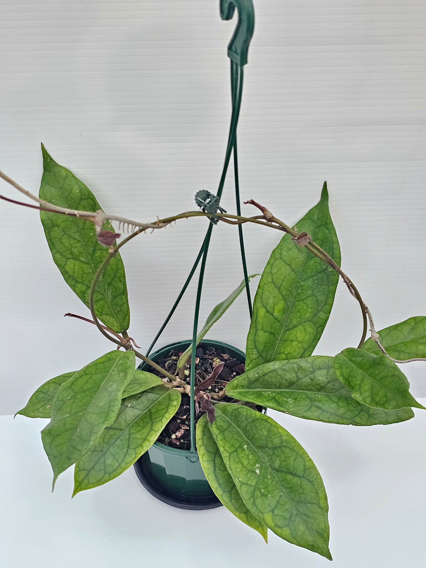 Hoya 'Estrella Waterfall' (Hanging Basket)