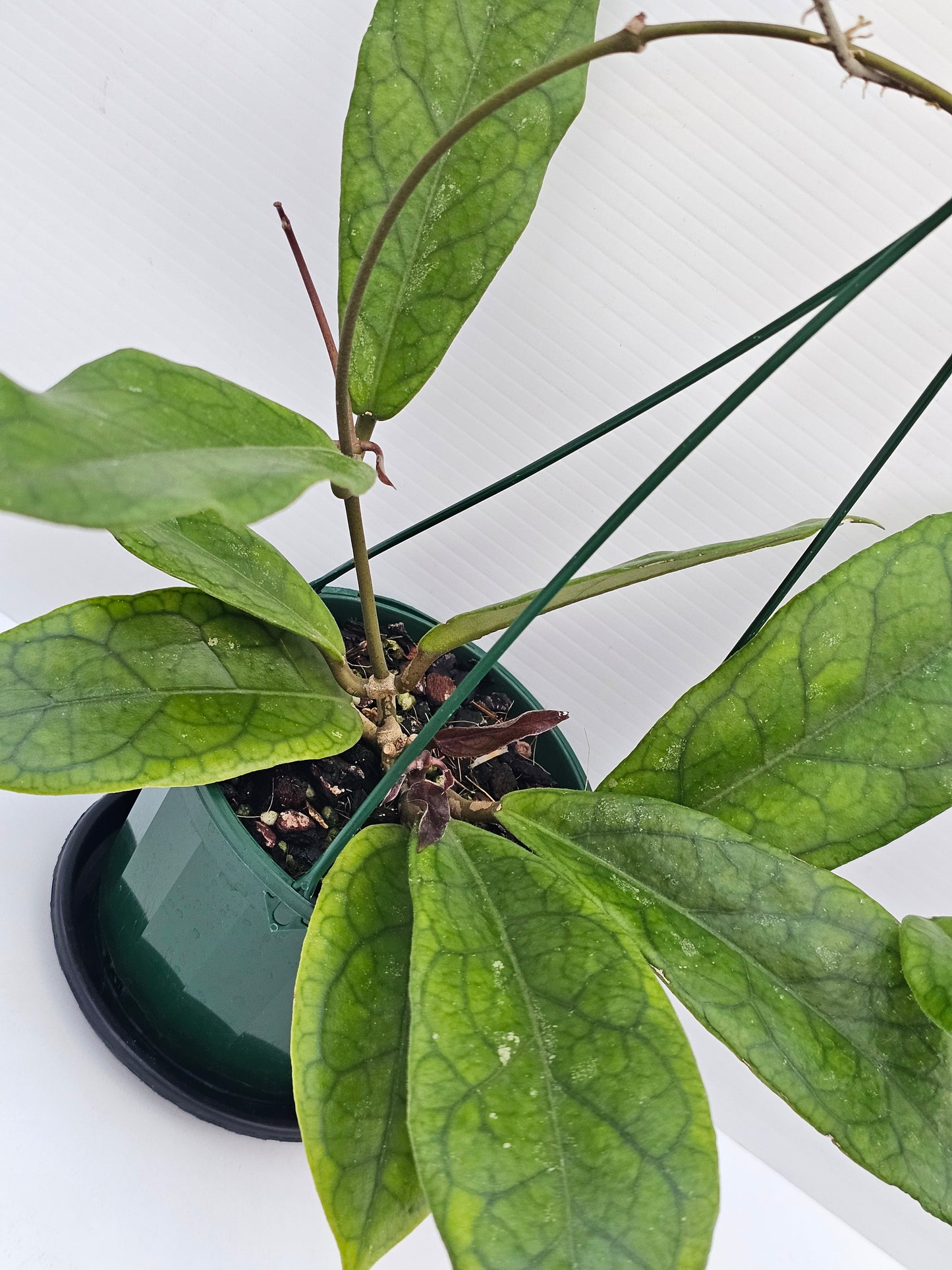 Hoya 'Estrella Waterfall' (Hanging Basket)