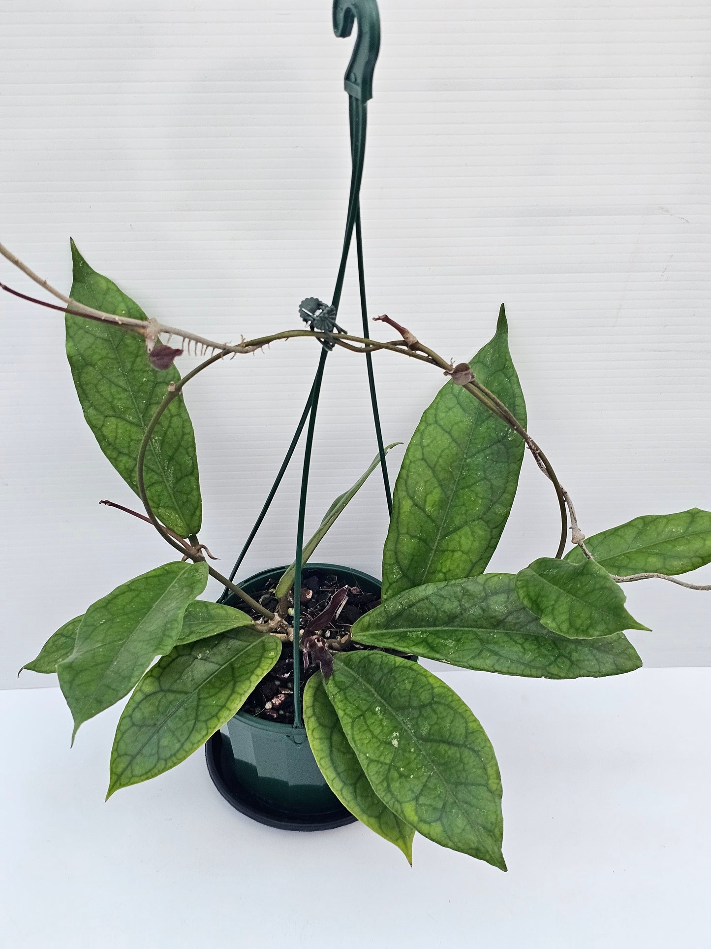 Hoya 'Estrella Waterfall' (Hanging Basket)