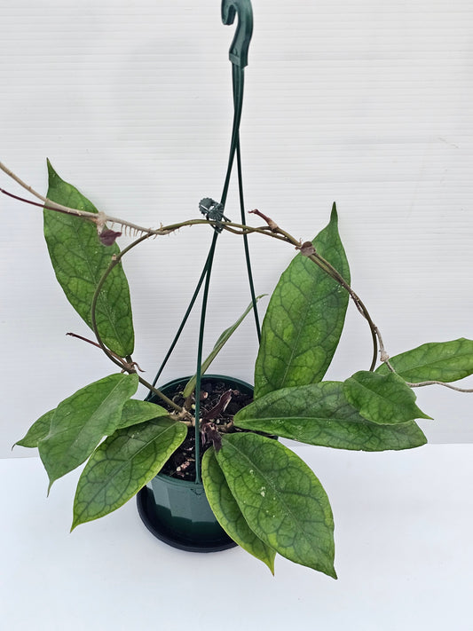 Hoya 'Estrella Waterfall' (Hanging Basket)