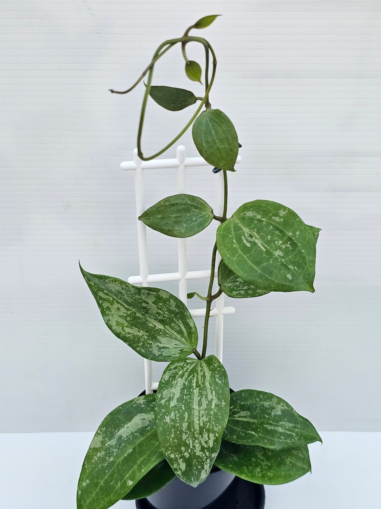 Hoya latifolia  'Snow Queen'