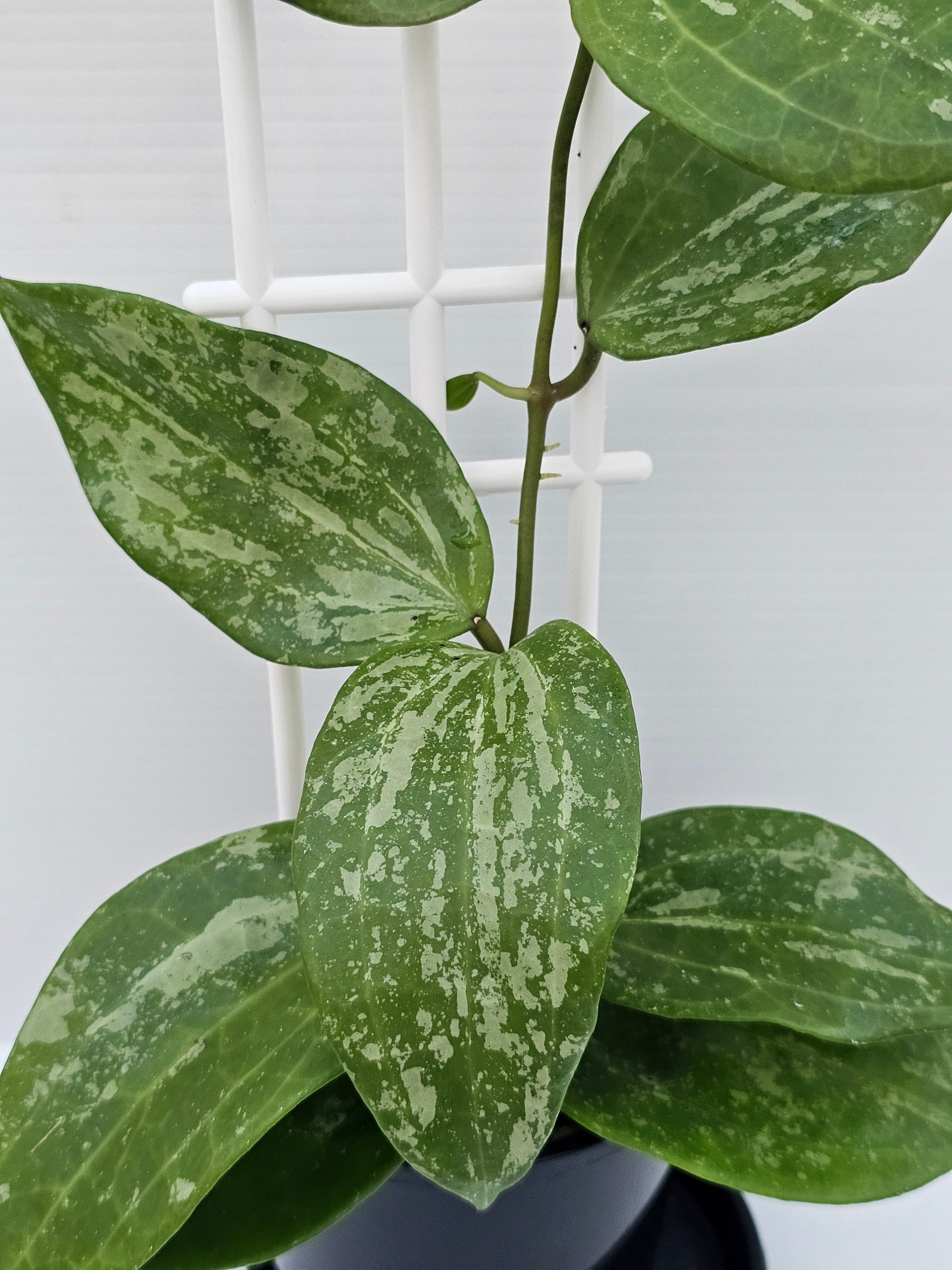 Hoya latifolia  'Snow Queen'