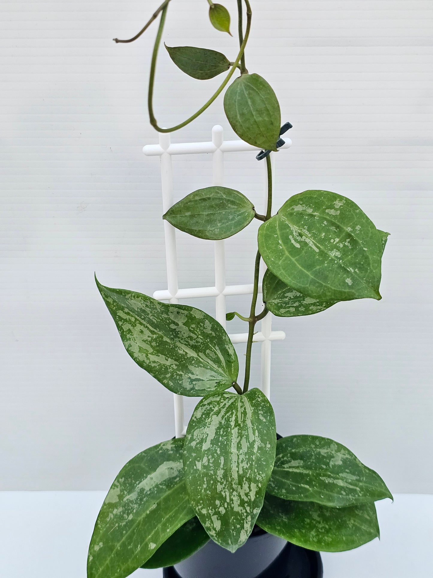 Hoya latifolia  'Snow Queen'