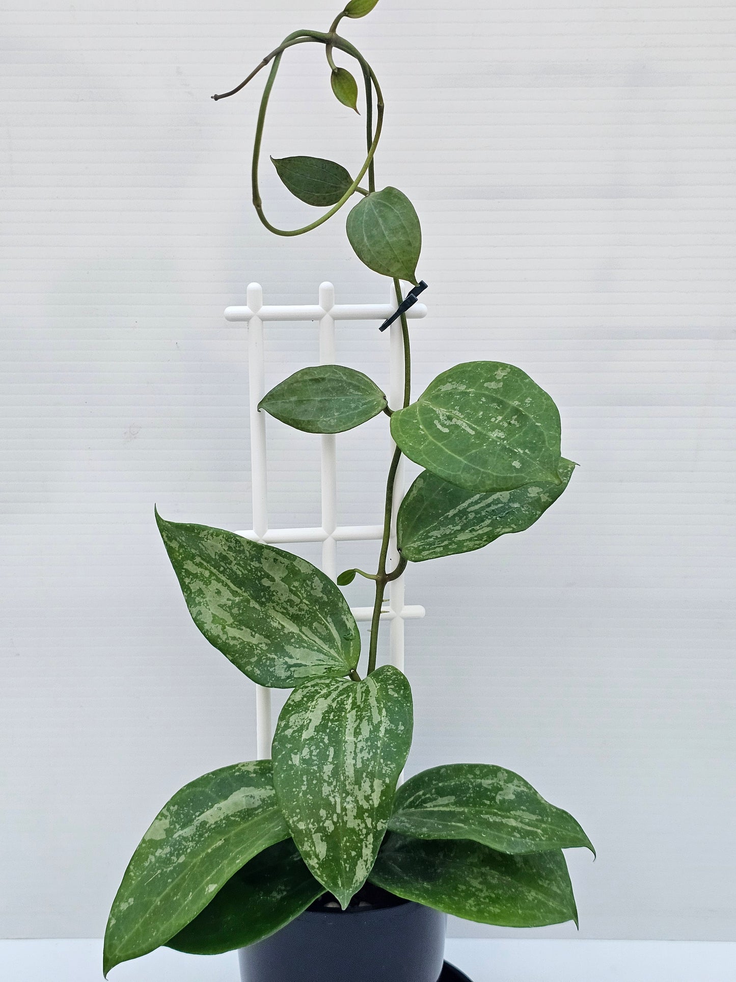 Hoya latifolia  'Snow Queen'