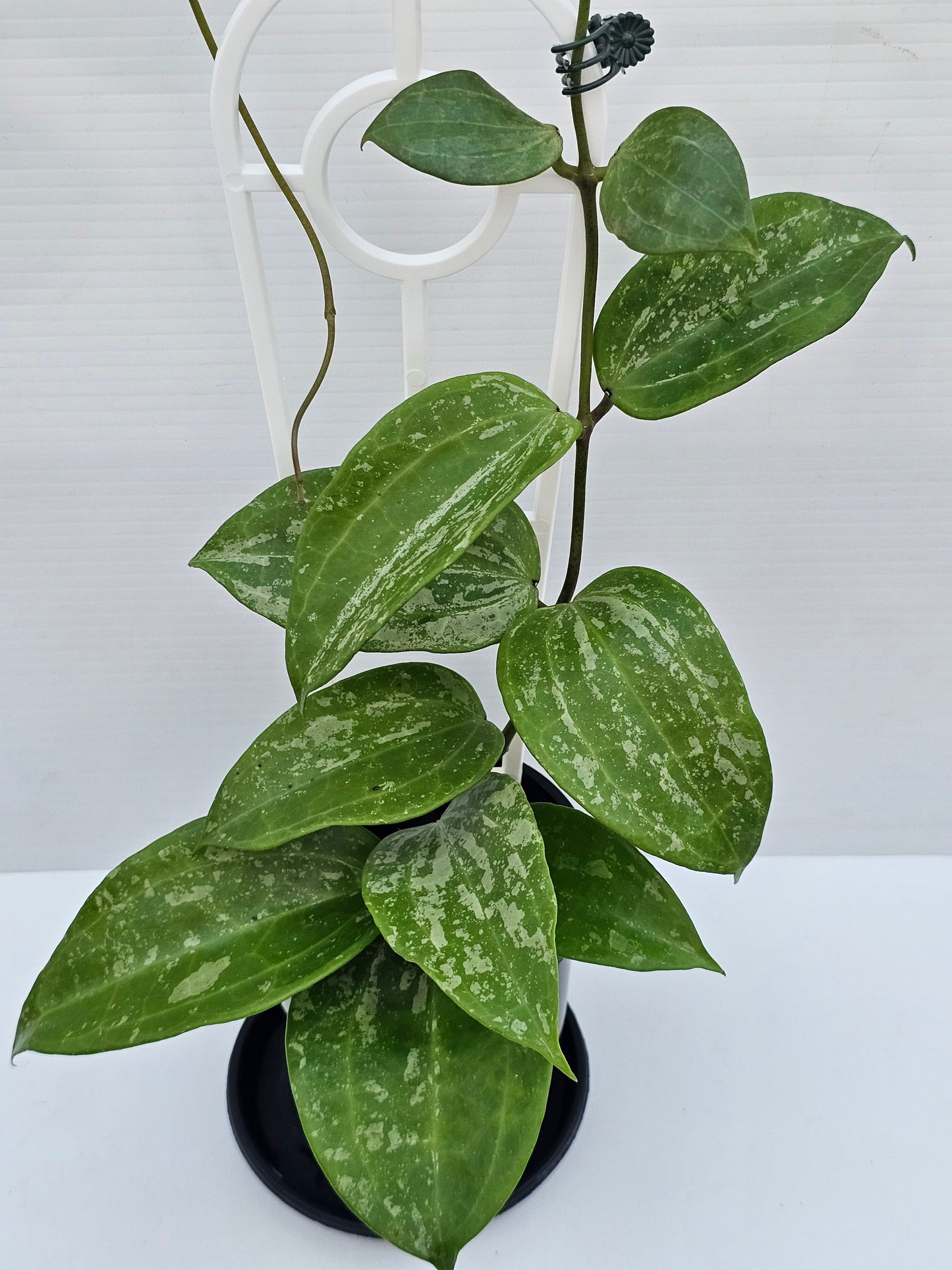 Hoya latifolia  'Snow Queen'