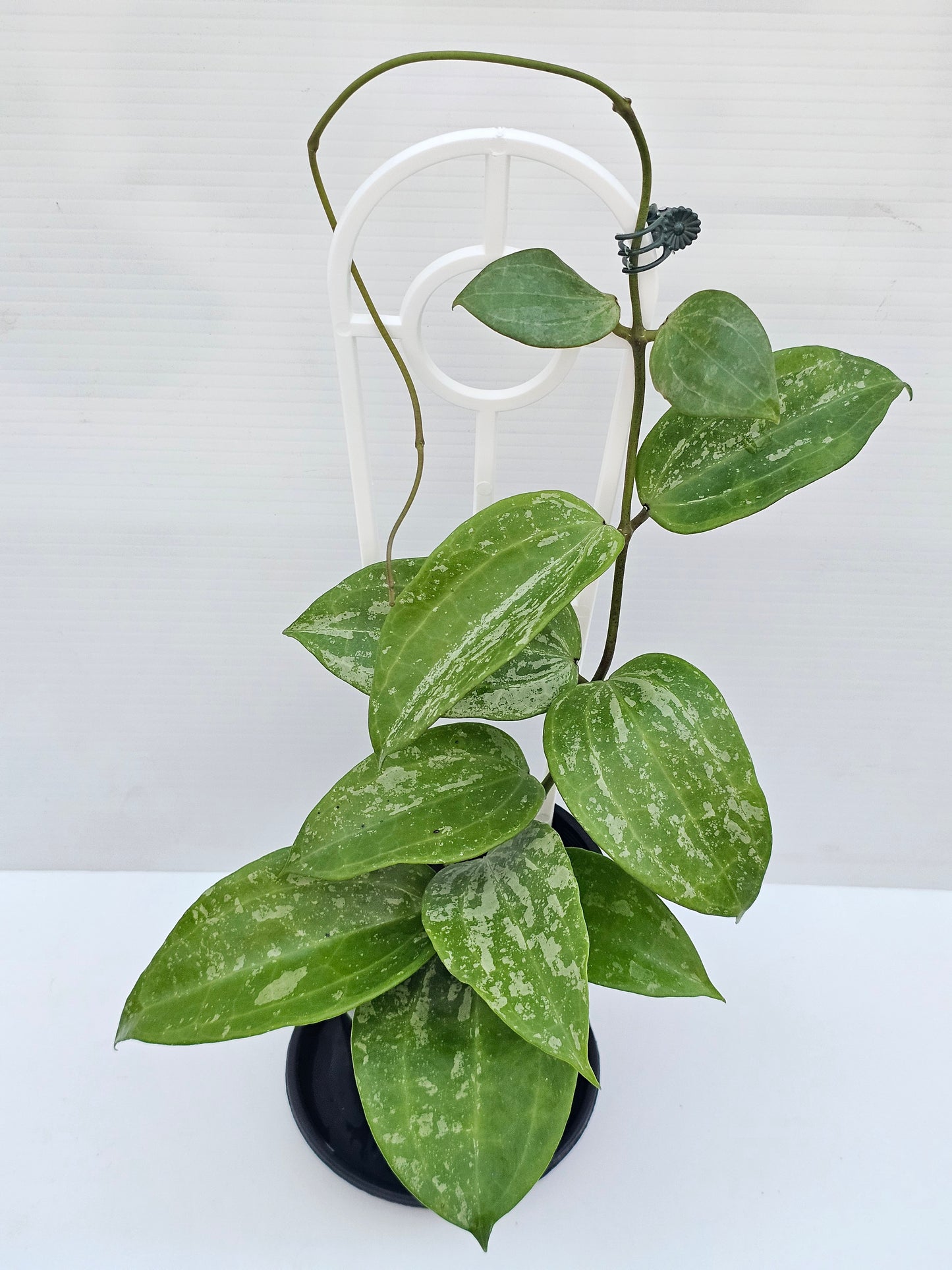 Hoya latifolia  'Snow Queen'