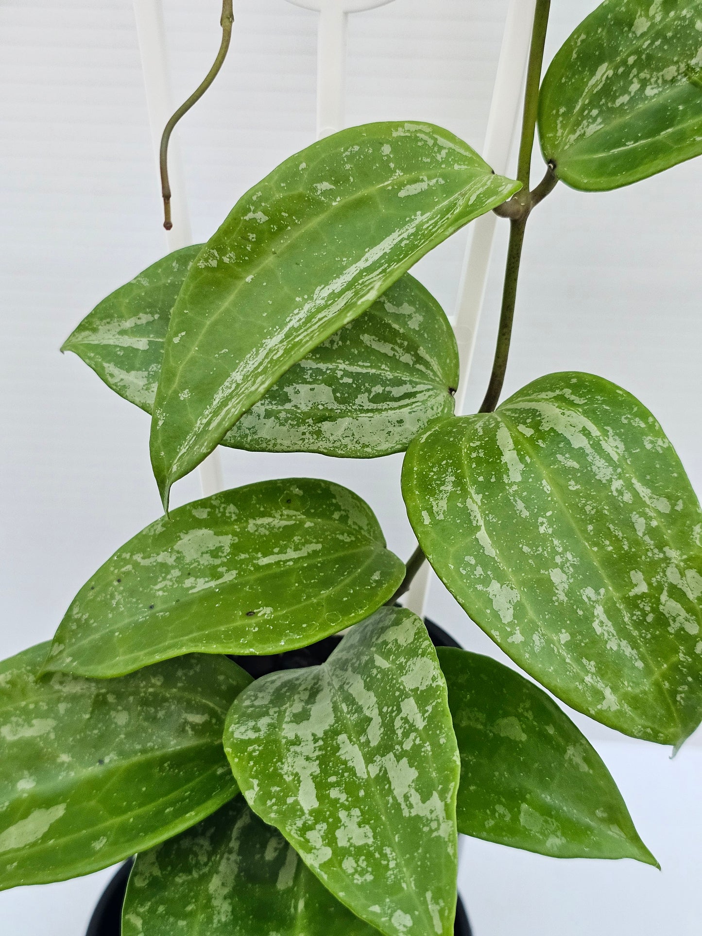 Hoya latifolia  'Snow Queen'