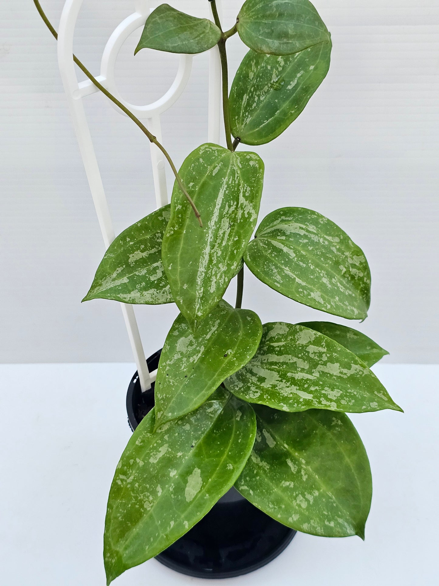 Hoya latifolia  'Snow Queen'