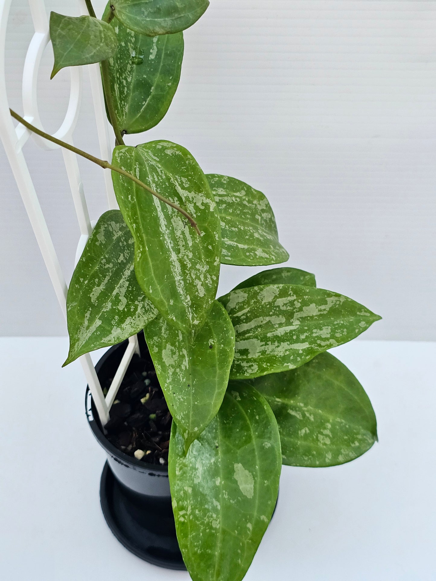Hoya latifolia  'Snow Queen'