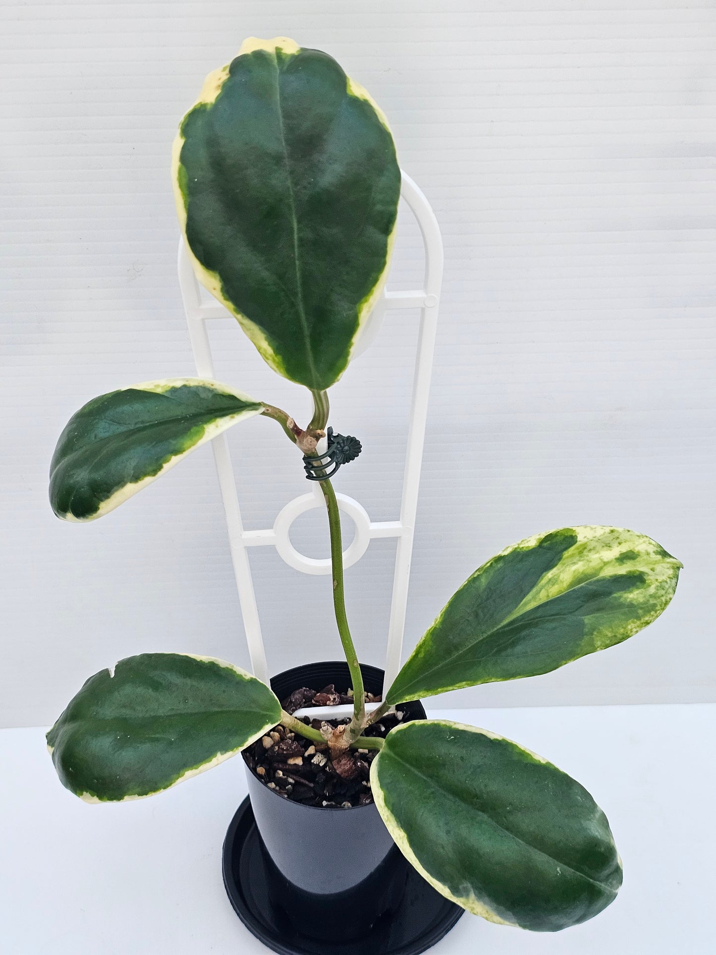 Hoya incrassata 'Eclipse' or Albomarginata