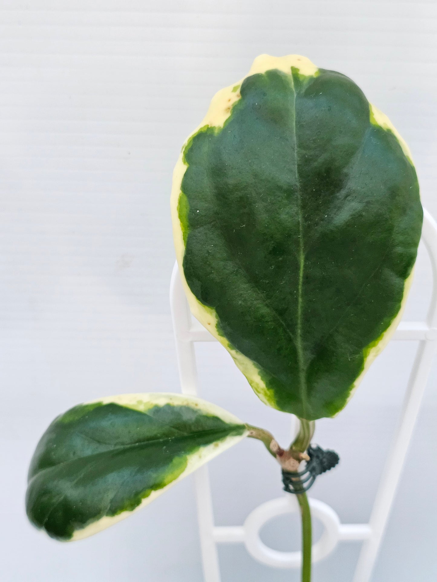 Hoya incrassata 'Eclipse' or Albomarginata