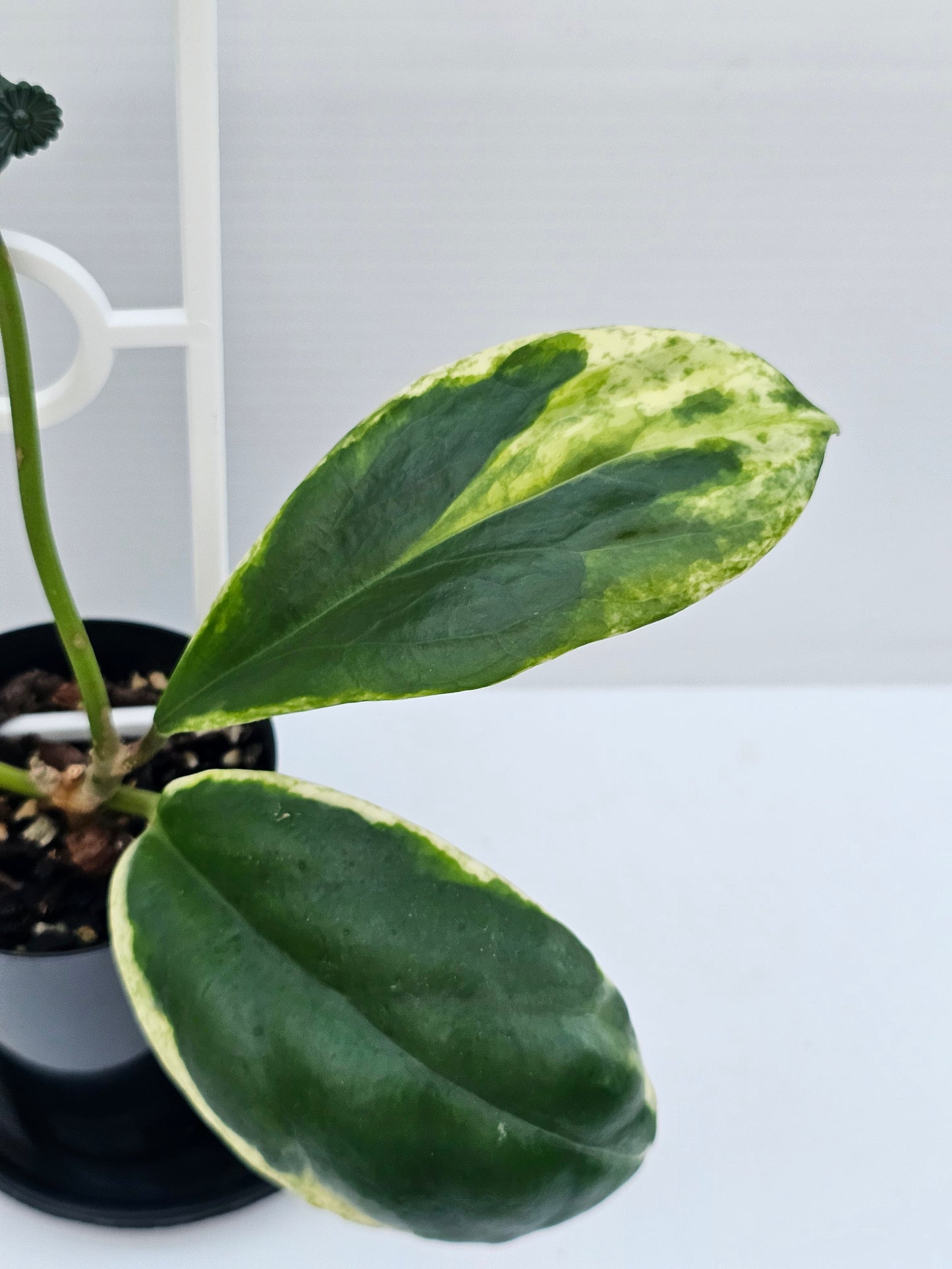 Hoya incrassata 'Eclipse' or Albomarginata