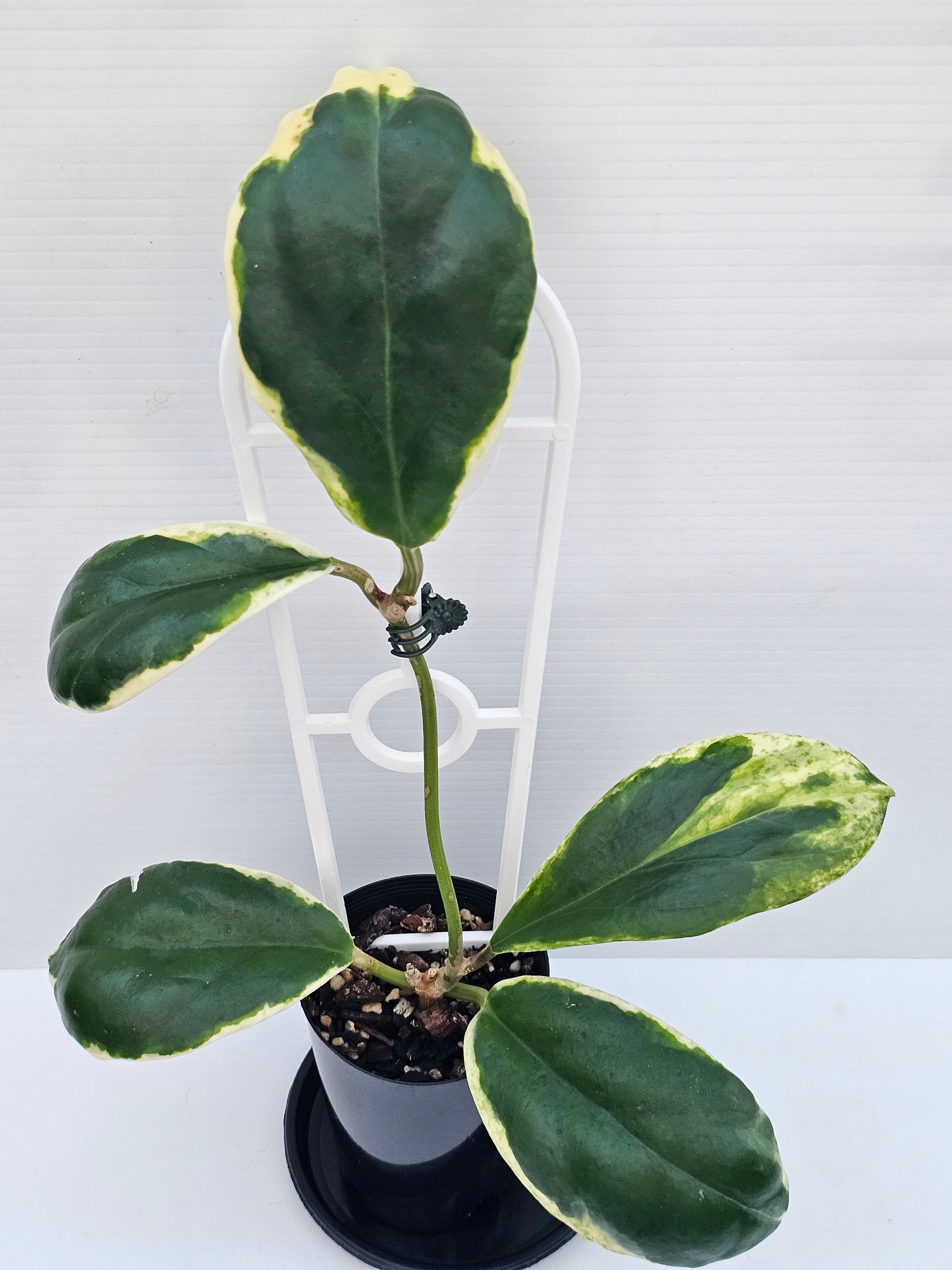 Hoya incrassata 'Eclipse' or Albomarginata