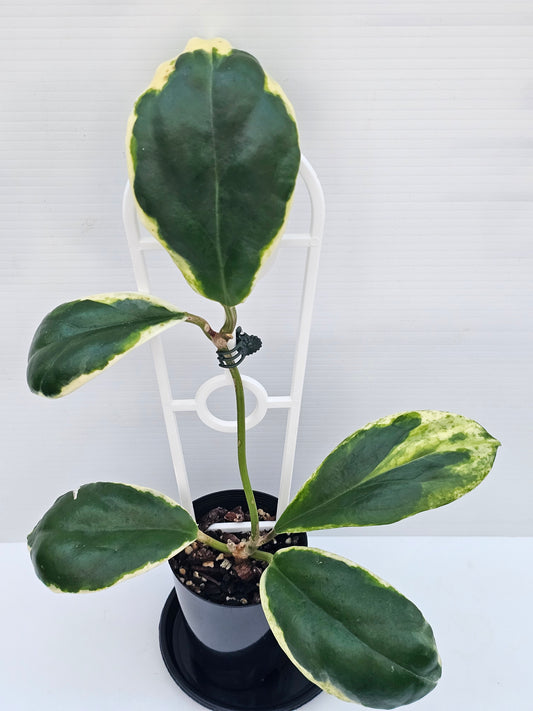 Hoya incrassata 'Eclipse' or Albomarginata