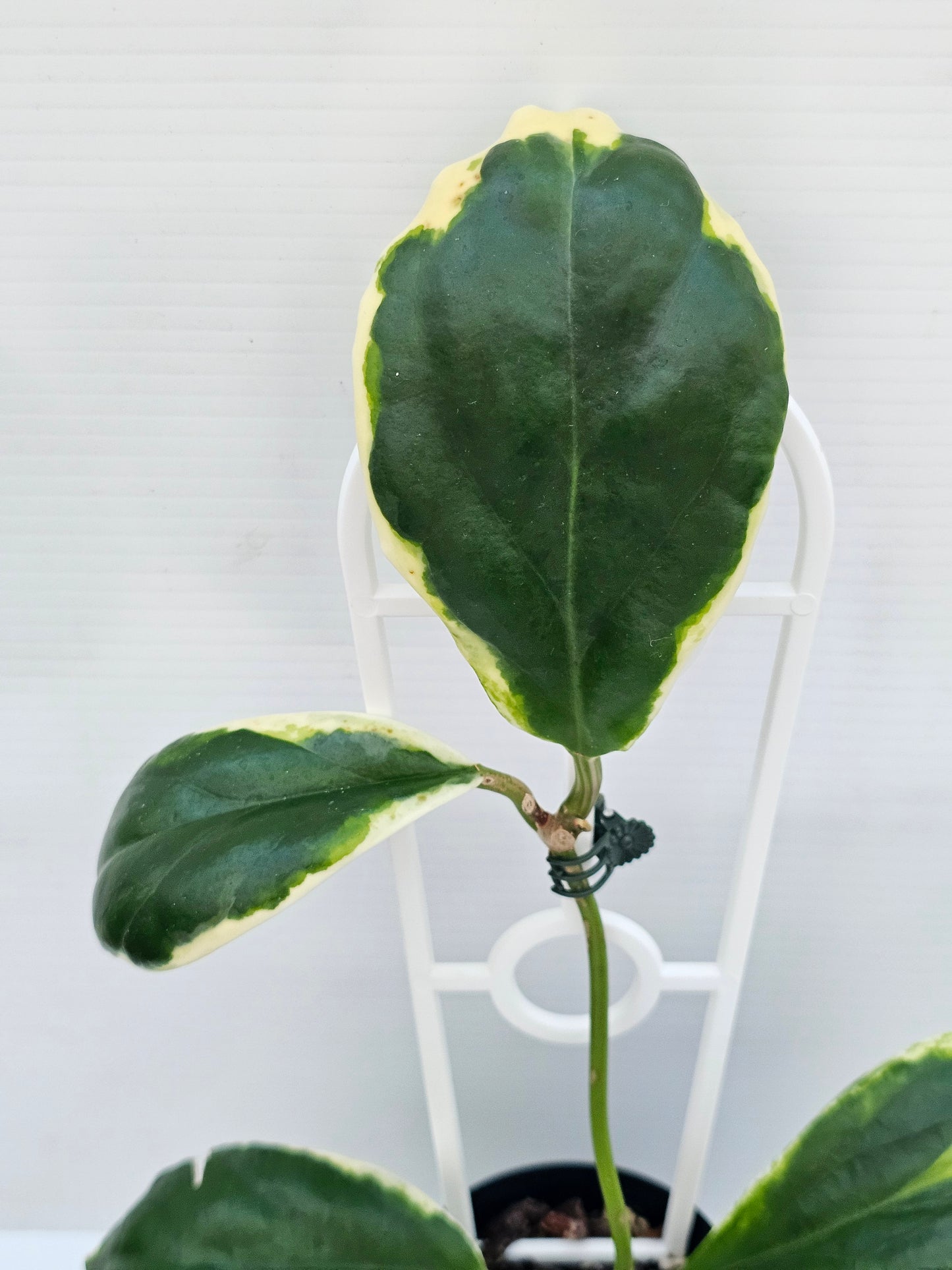 Hoya incrassata 'Eclipse' or Albomarginata