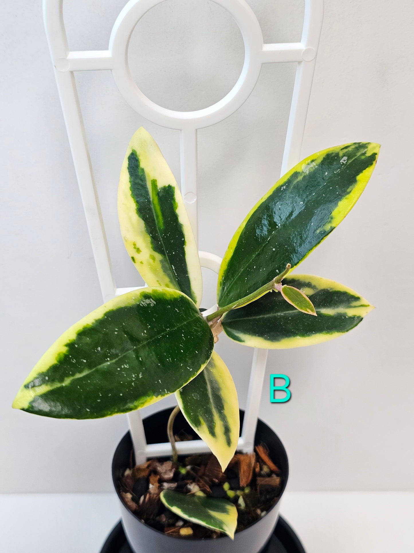 Hoya verticillata Albomarginata