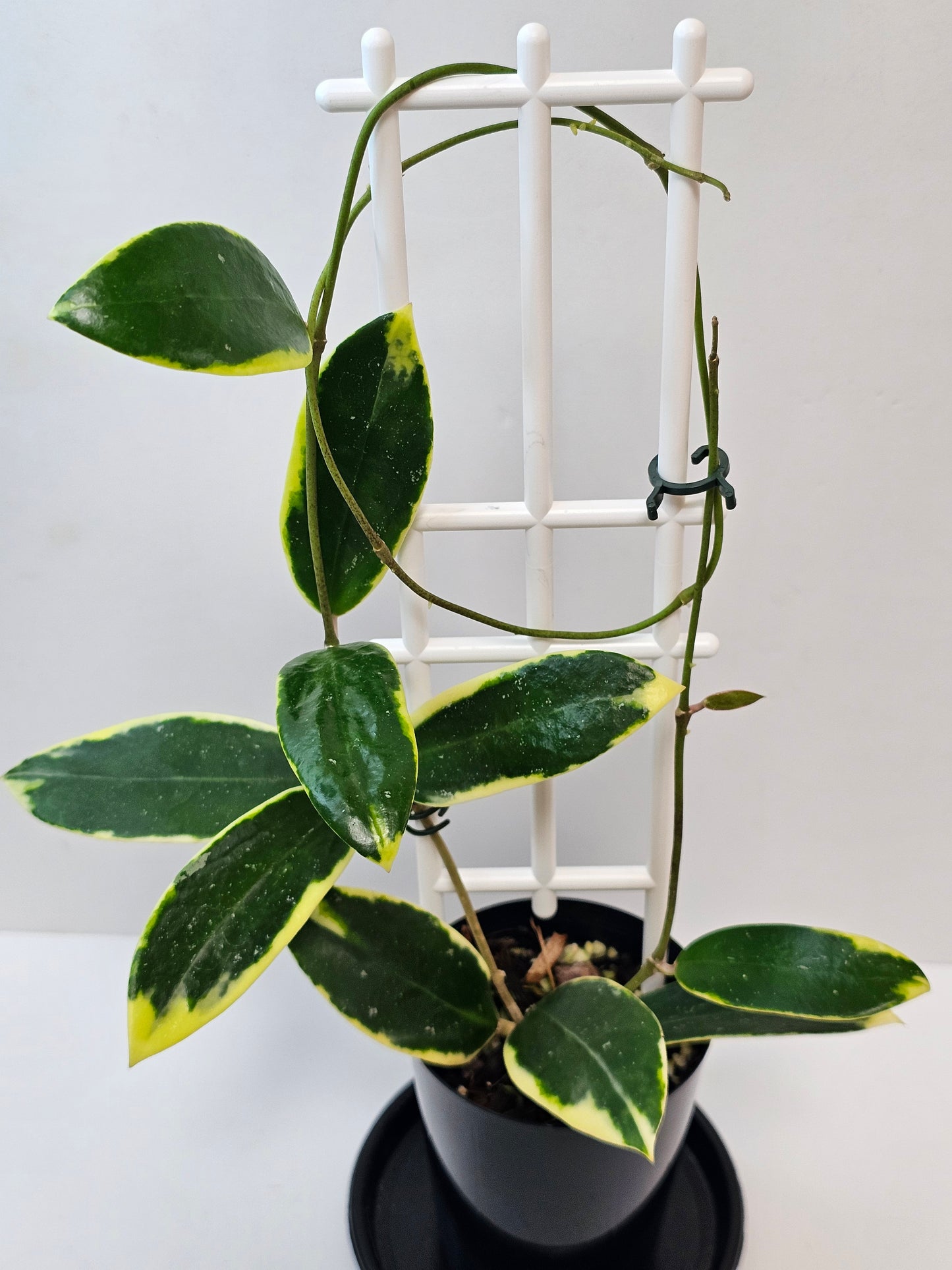 Hoya verticillata Albomarginata