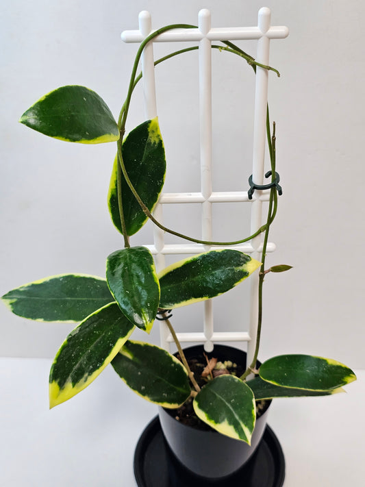 Hoya verticillata Albomarginata