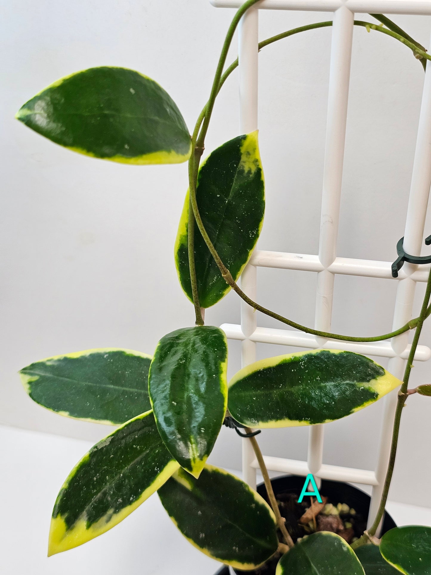Hoya verticillata Albomarginata