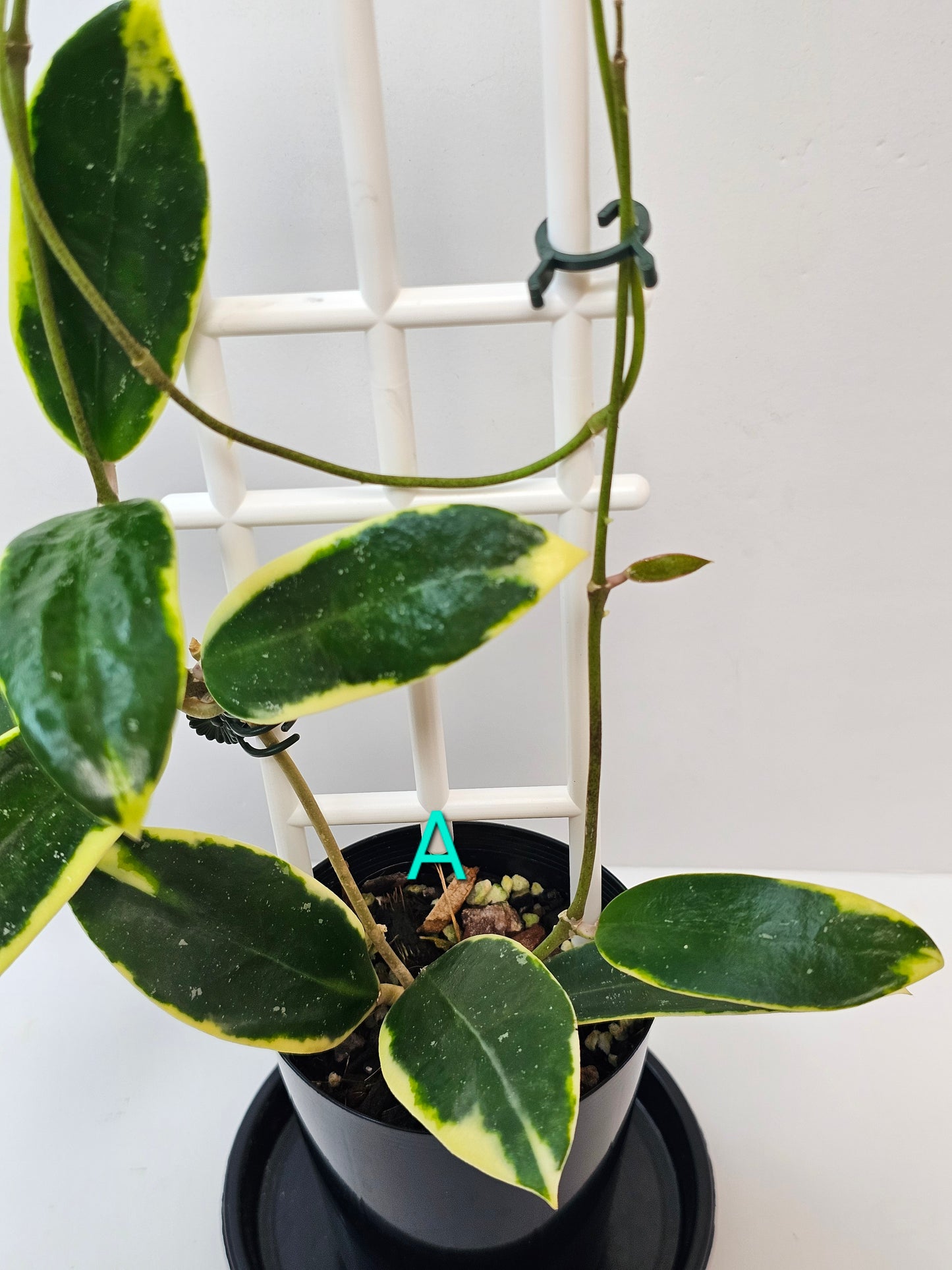 Hoya verticillata Albomarginata