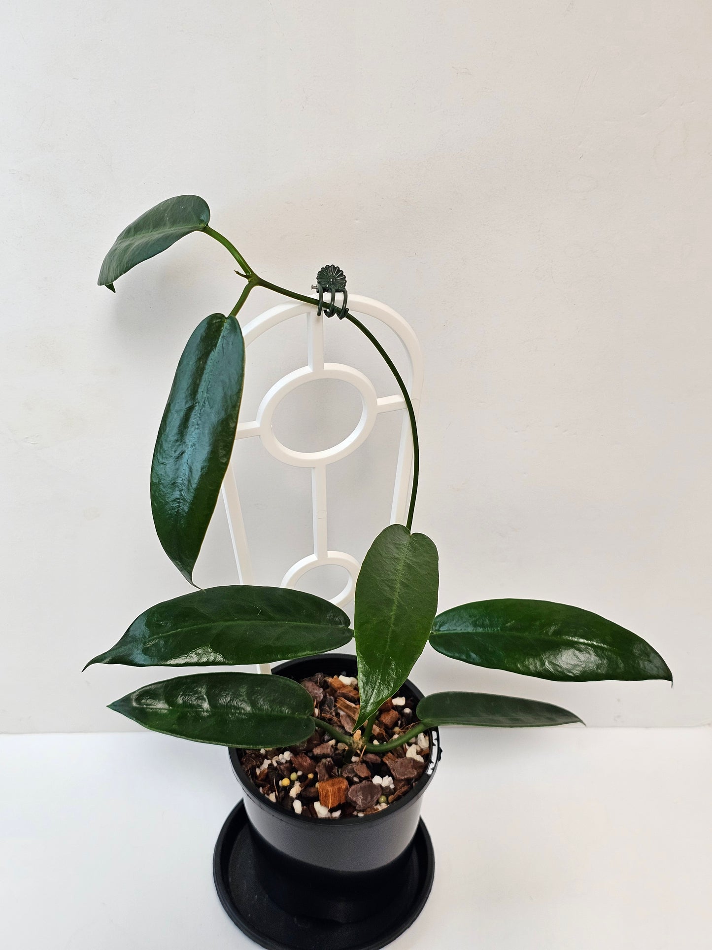 Hoya archboldiana (Unknown Flower Colour)