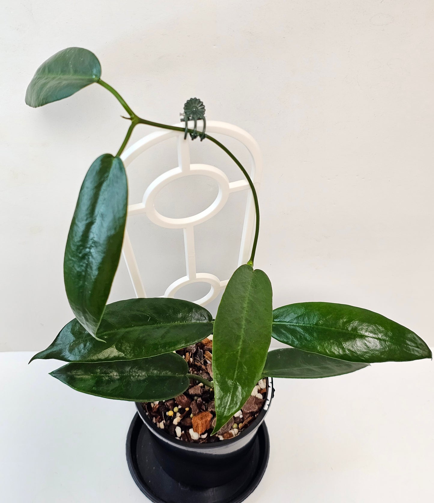 Hoya archboldiana (Unknown Flower Colour)