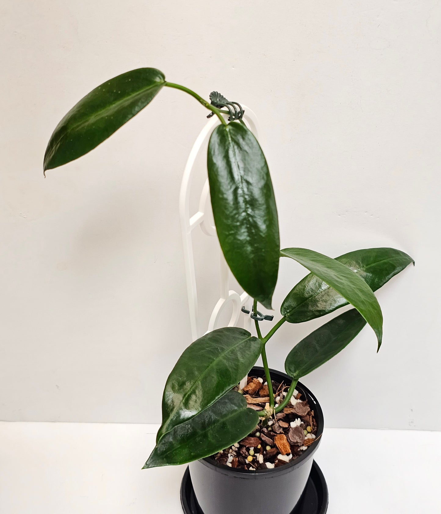 Hoya archboldiana (Unknown Flower Colour)