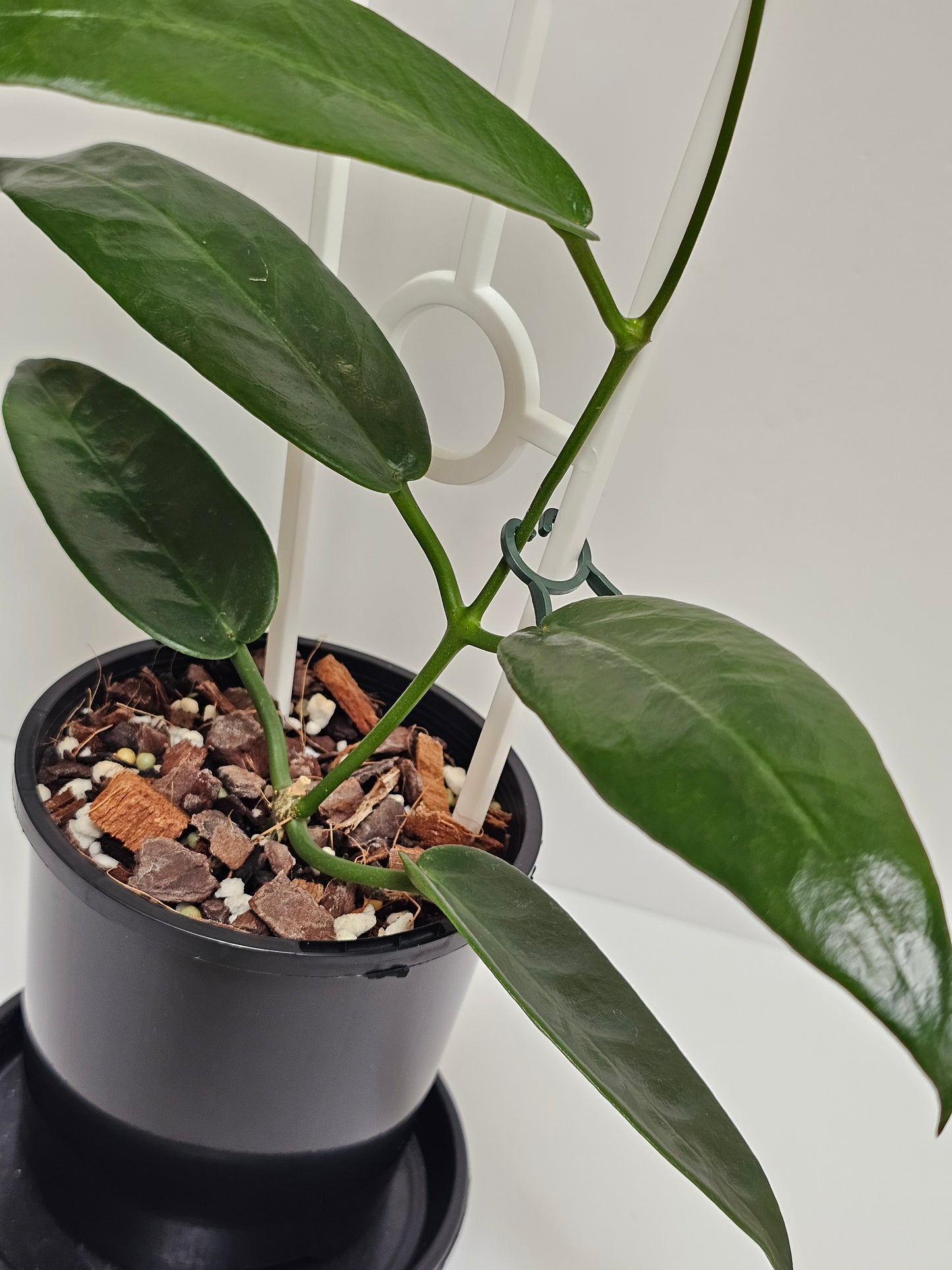 Hoya archboldiana (Unknown Flower Colour)