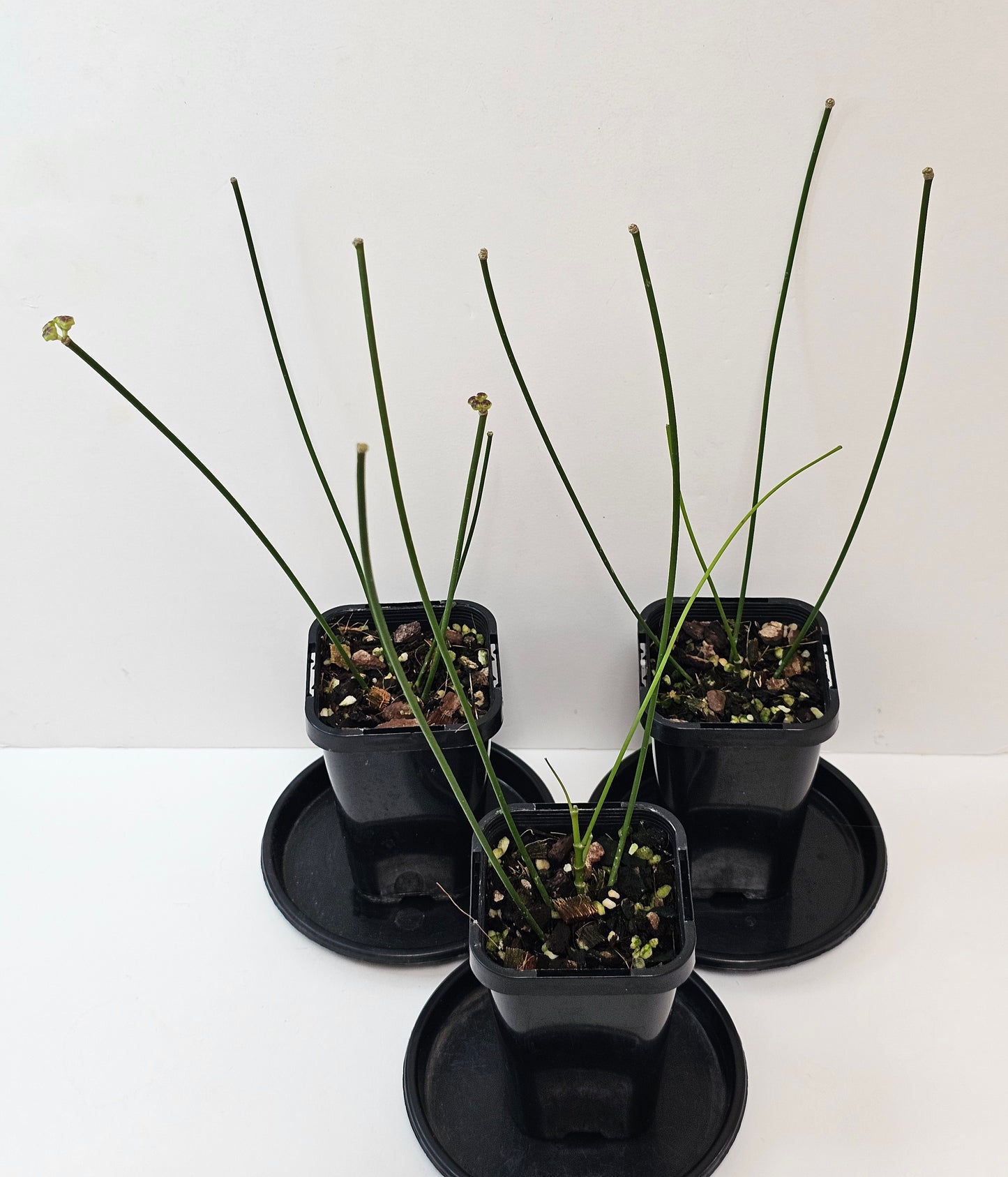 Hoya spartioides (The leafless Hoya)