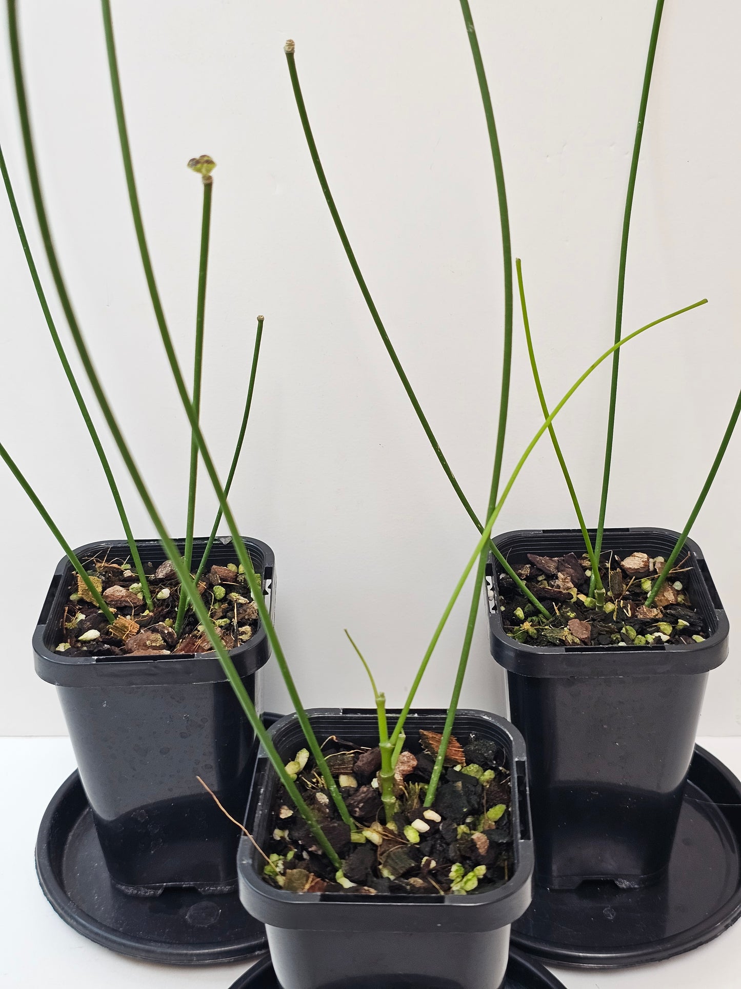 Hoya spartioides (The leafless Hoya)