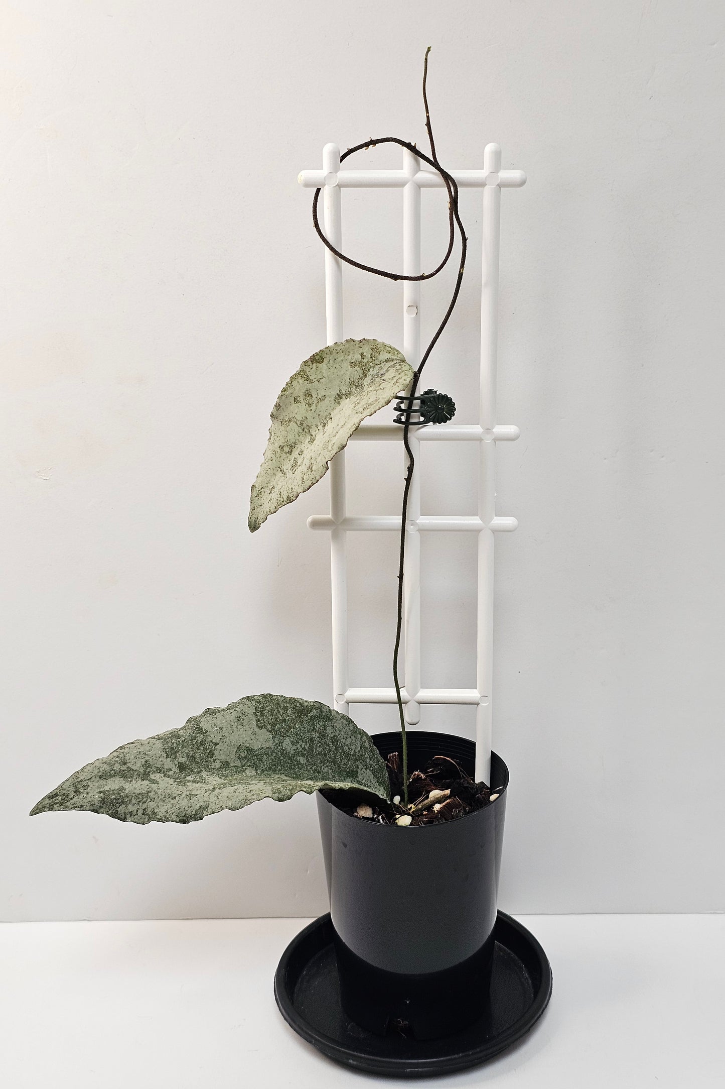 Hoya caudata  'Silver' (Rare)