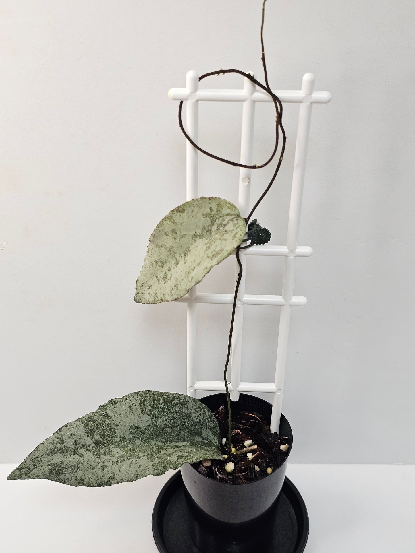 Hoya caudata  'Silver' (Rare)