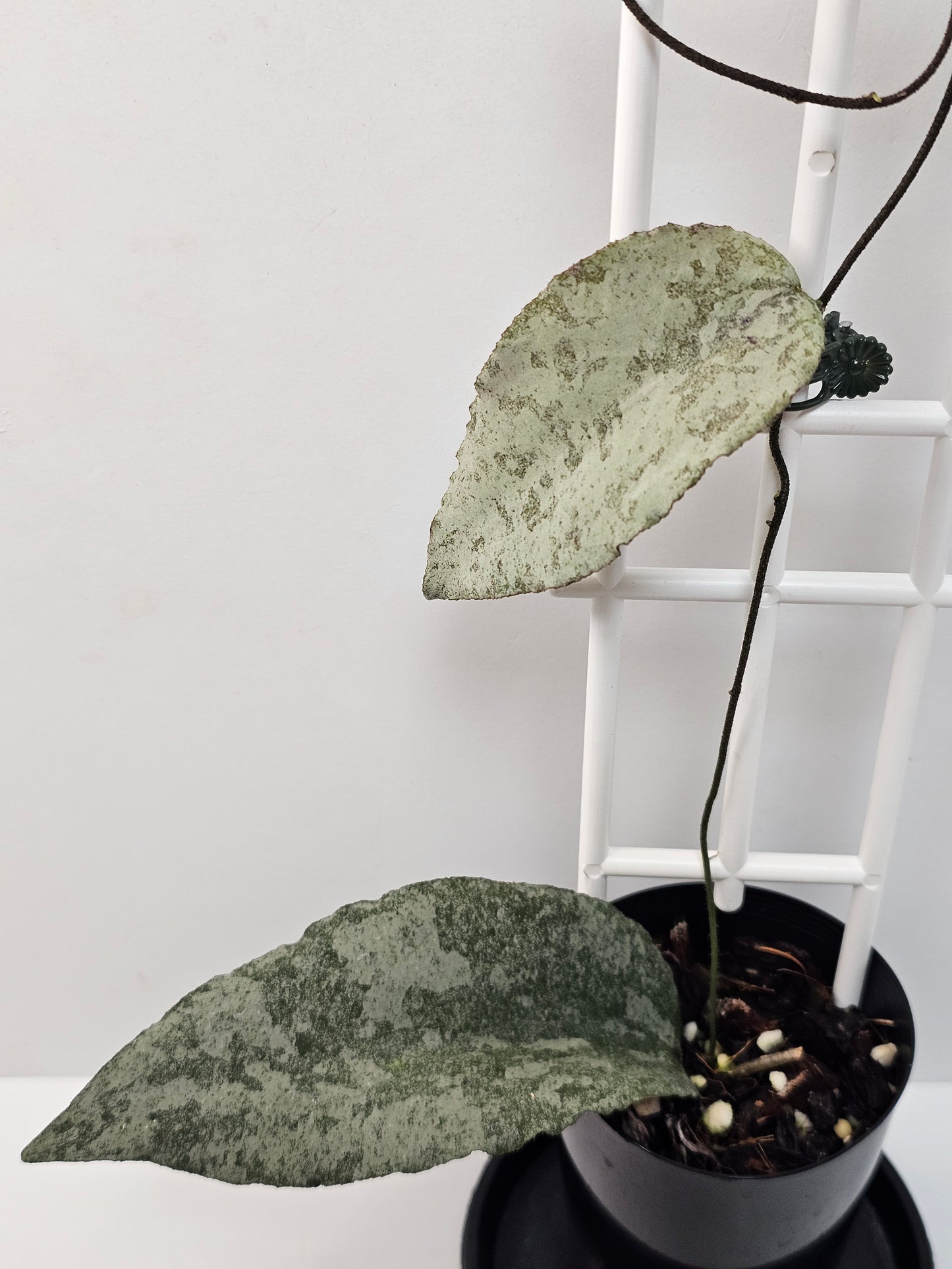 Hoya caudata  'Silver' (Rare)