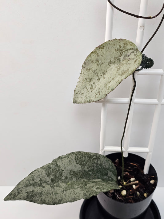 Hoya caudata  'Silver' (Rare)