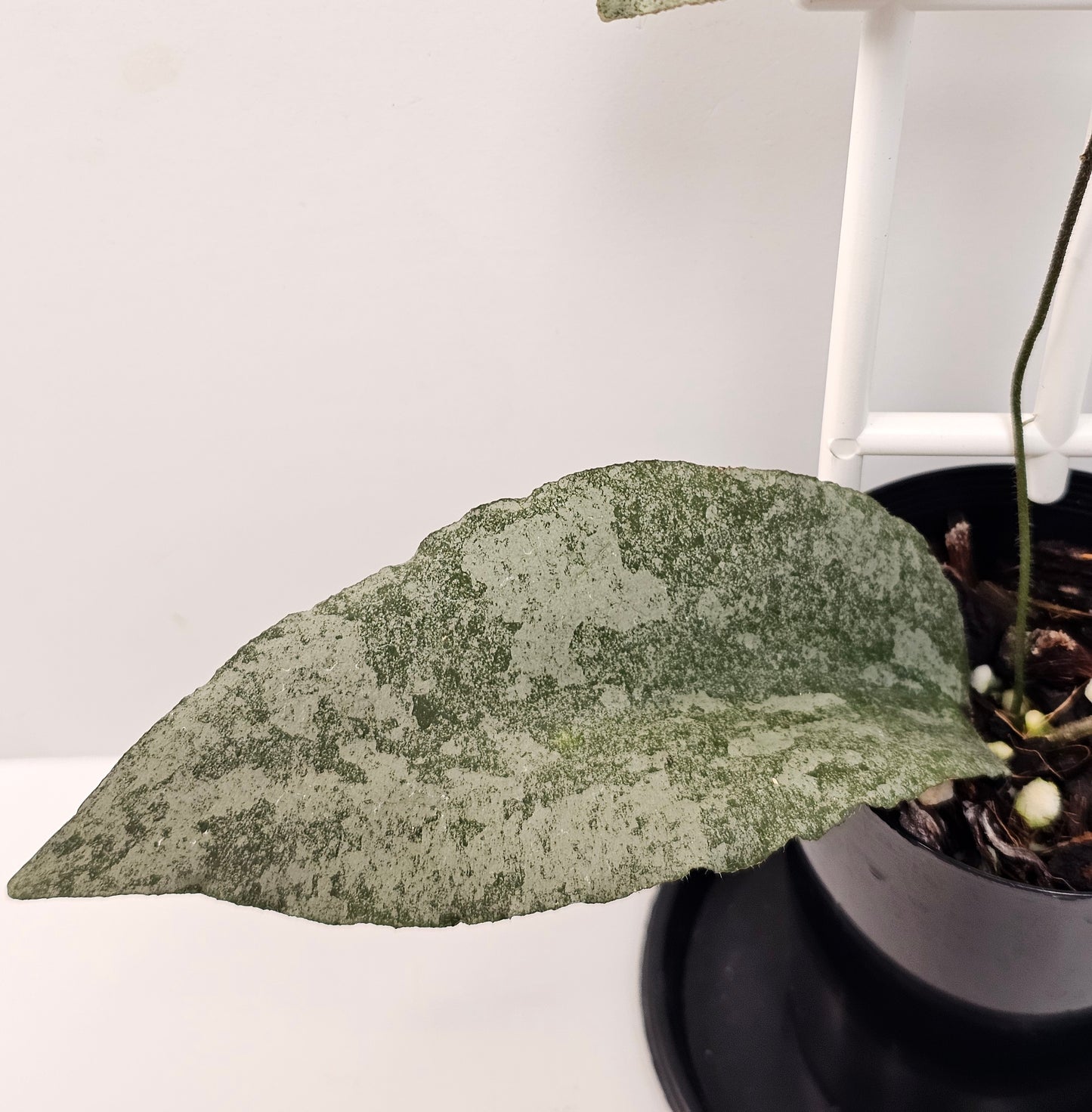 Hoya caudata  'Silver' (Rare)