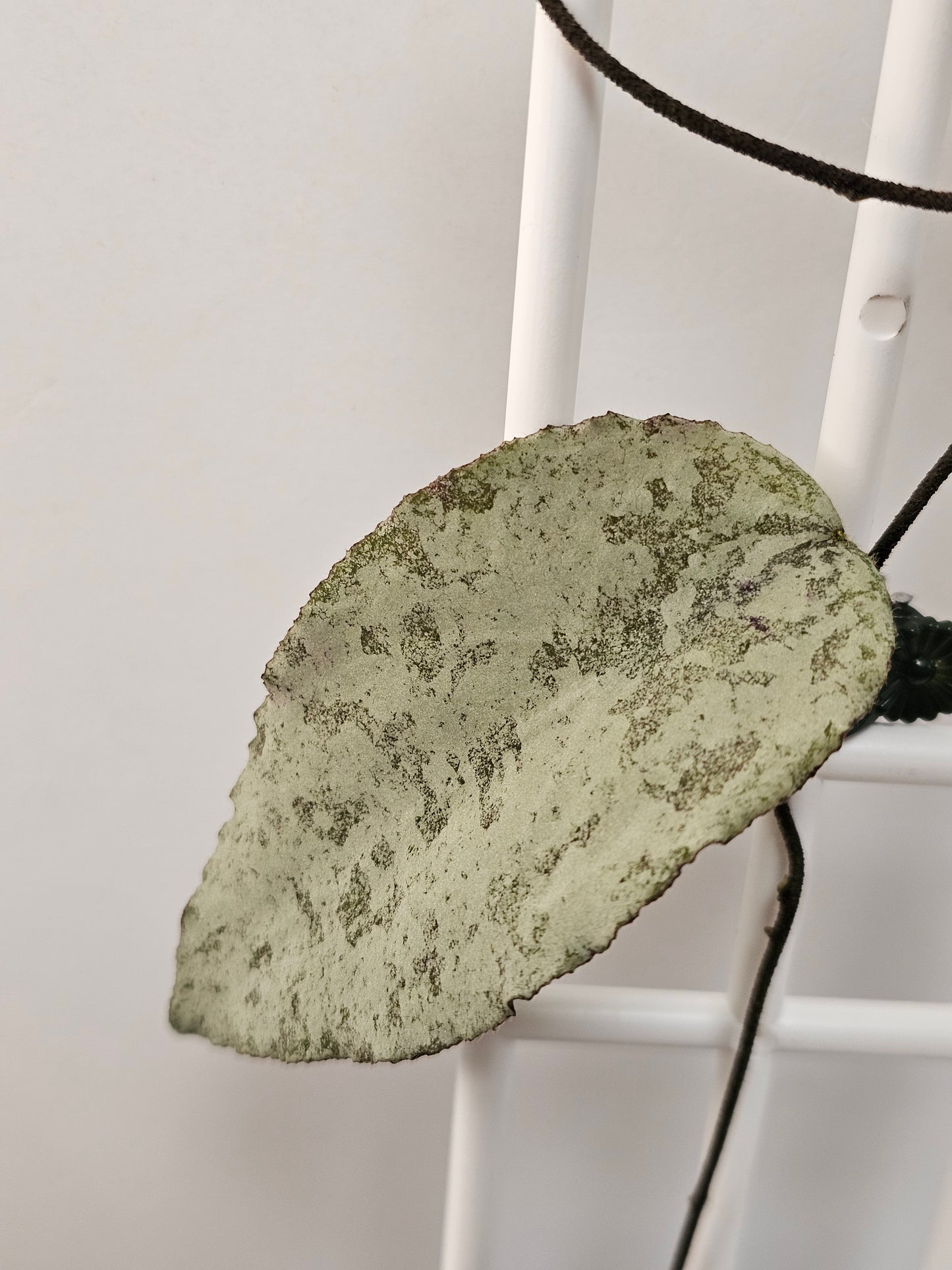 Hoya caudata  'Silver' (Rare)