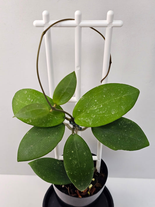 Hoya Sp. Hat Som Paen